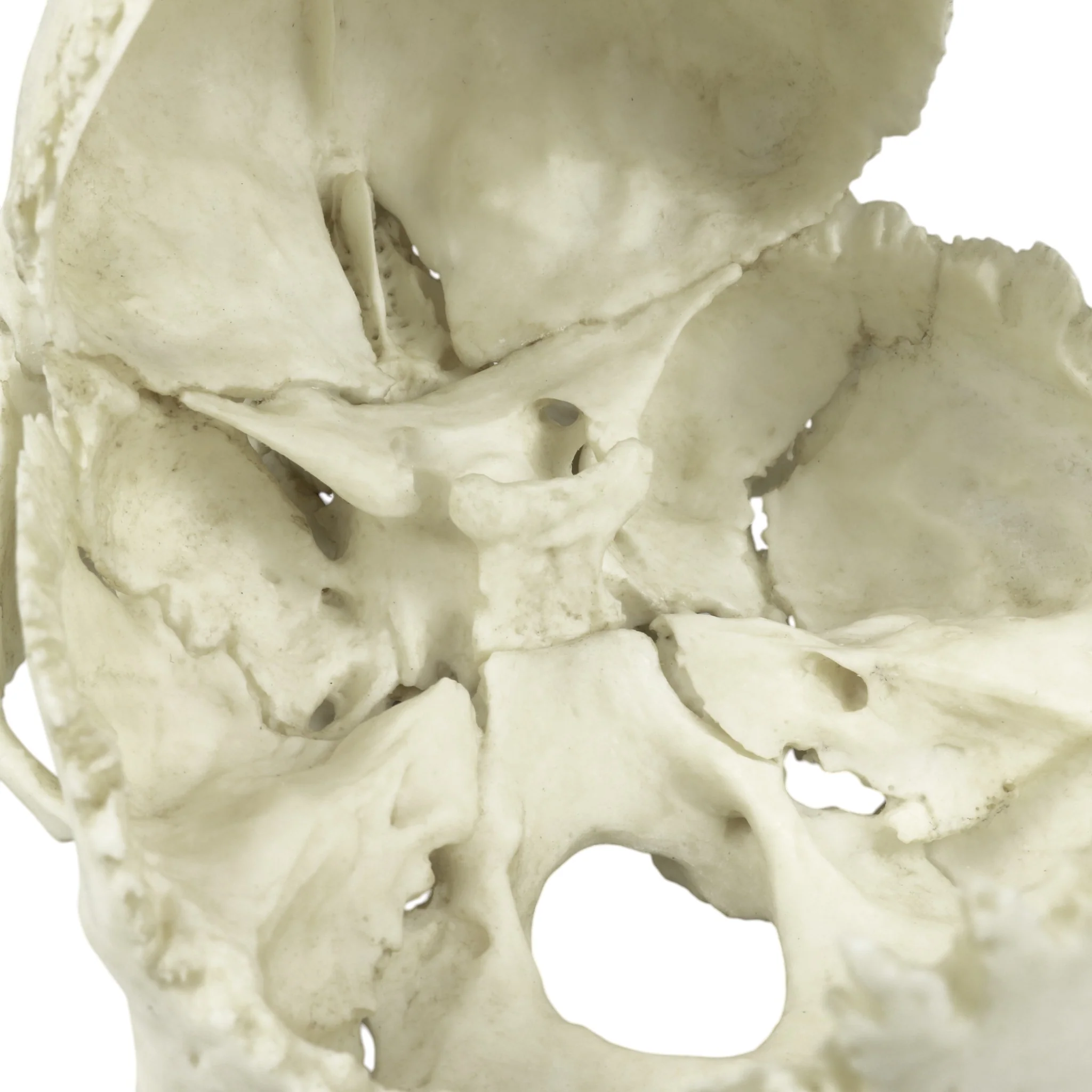 Replica Human Medical Study Skull - Articulated - Image 14