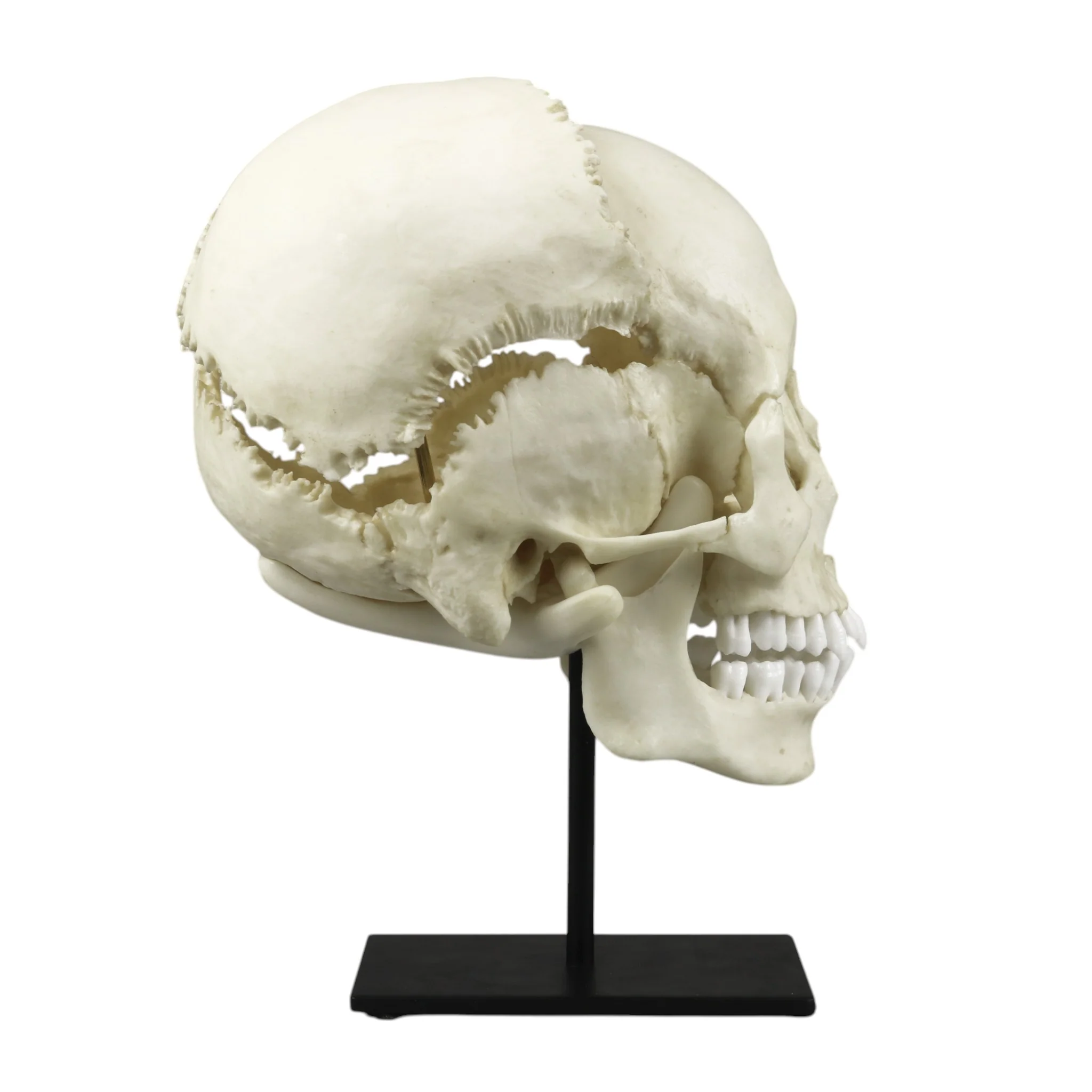 Replica Human Medical Study Skull - Articulated - Image 3