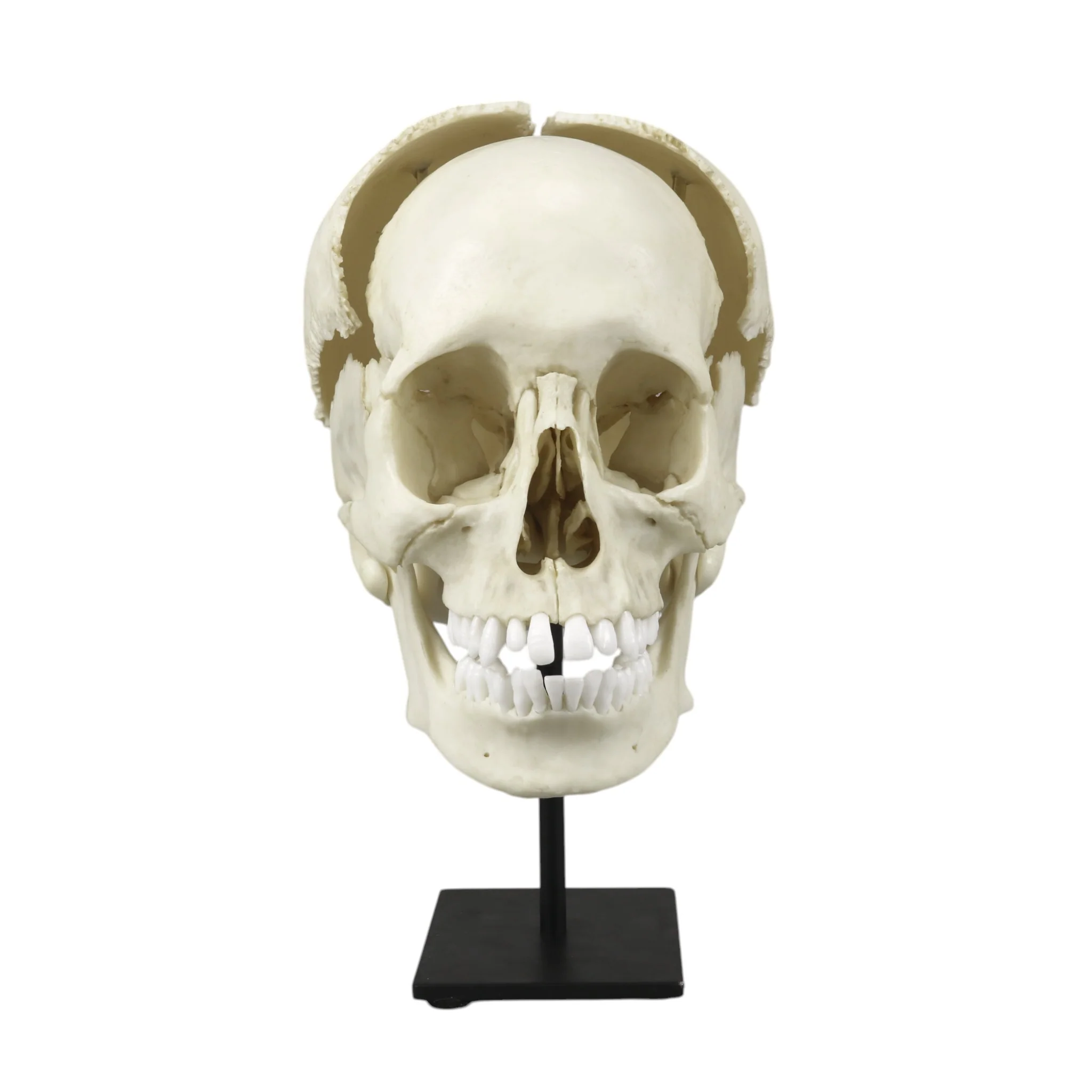 Replica Human Medical Study Skull - Articulated - Image 4