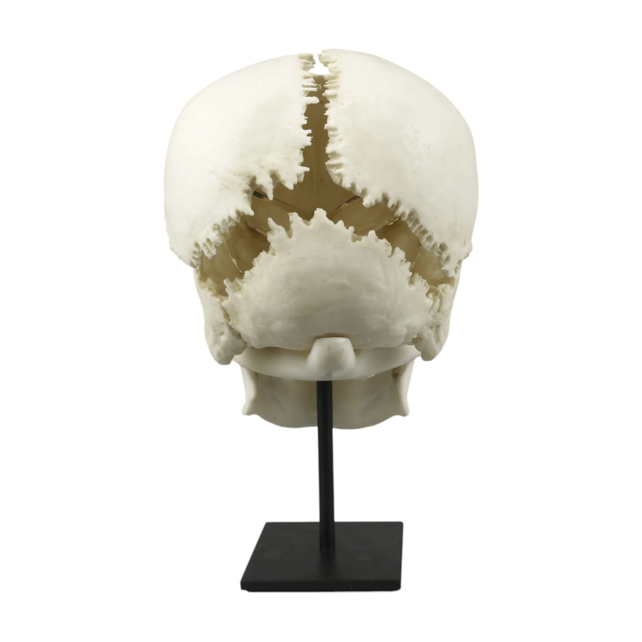 Replica Human Medical Study Skull - Articulated - Image 6