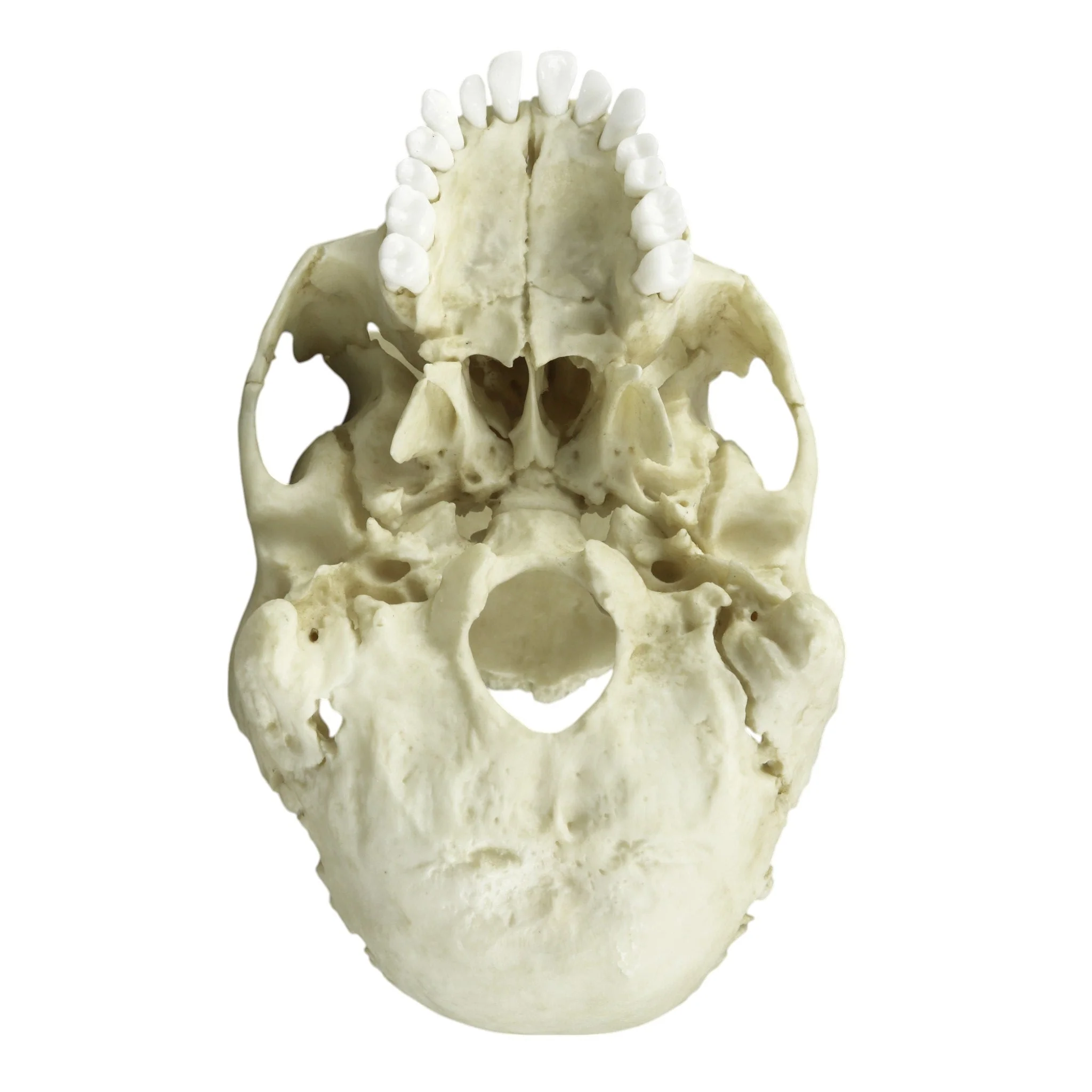 Replica Human Medical Study Skull - Articulated - Image 7