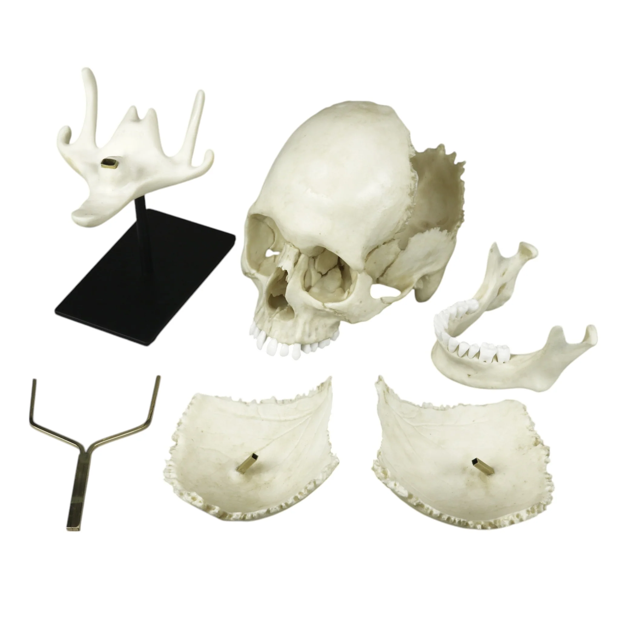 Replica Human Medical Study Skull - Articulated - Image 8
