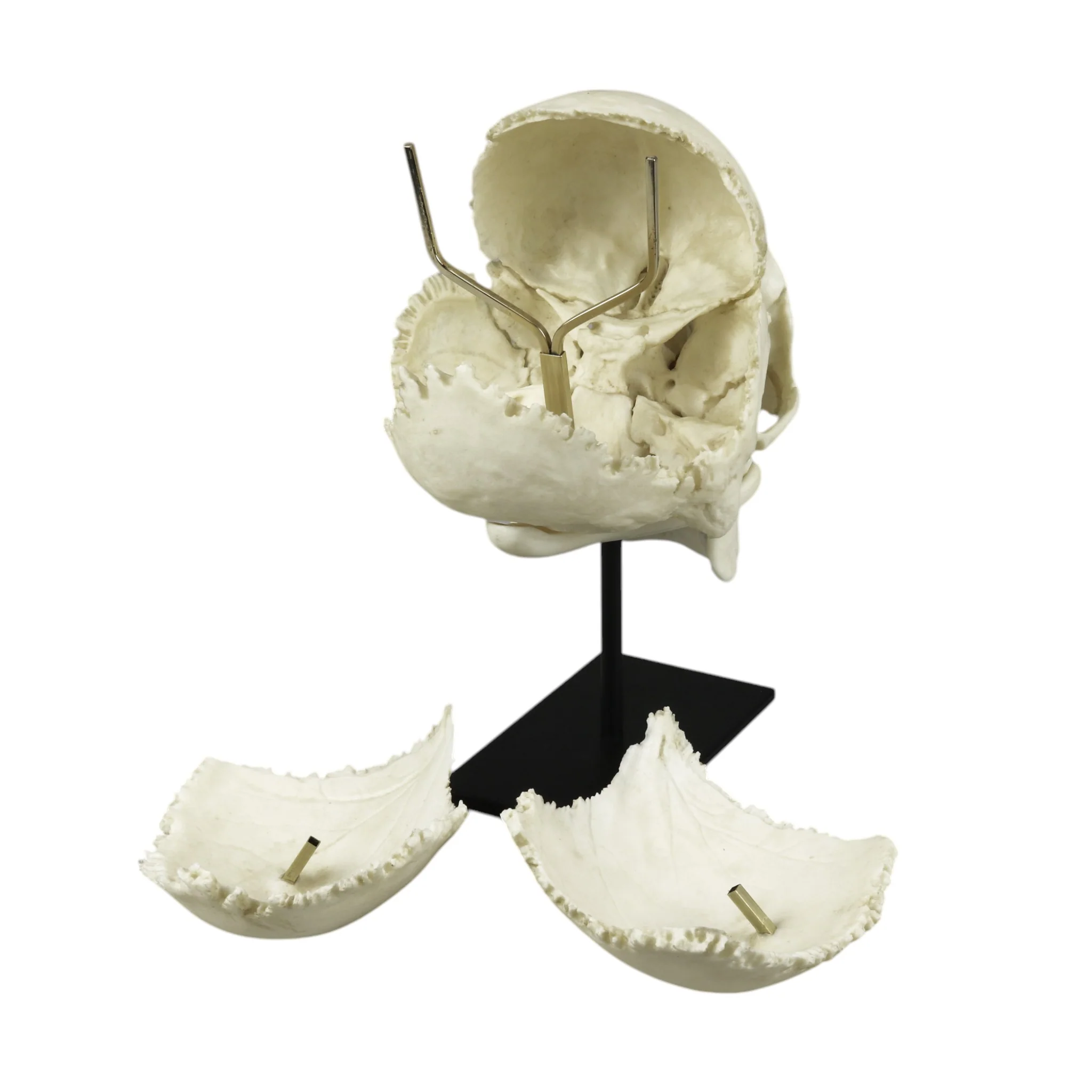 Replica Human Medical Study Skull - Articulated - Image 9