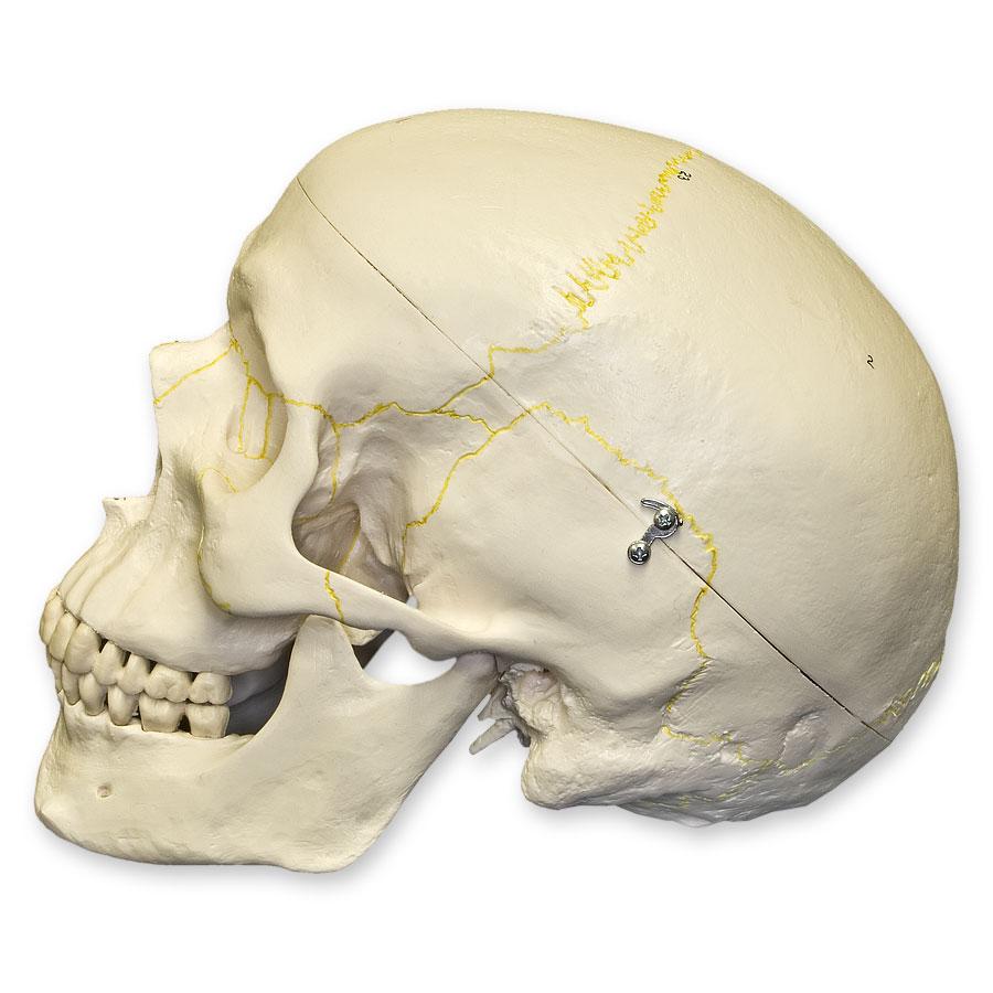 Replica Human Skull Numbered - Image 4