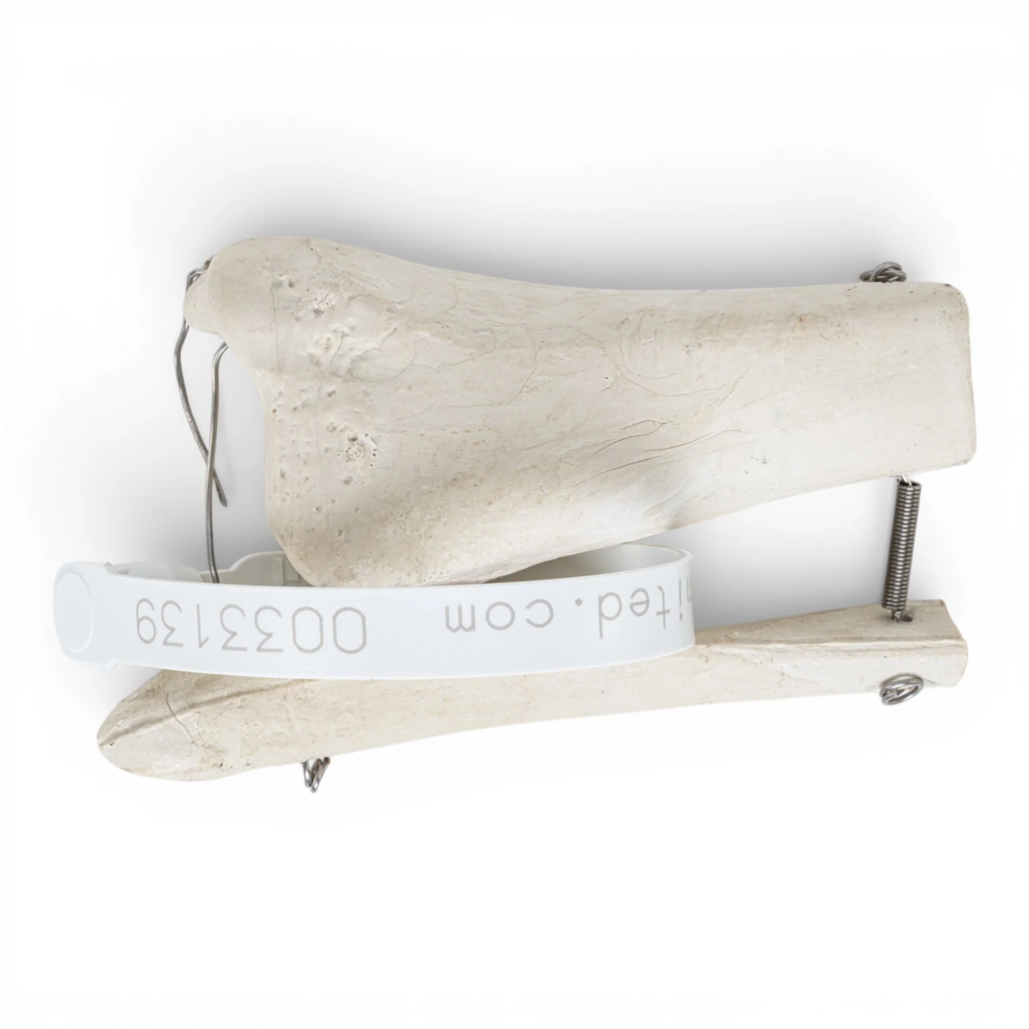 Replica Human Partial Leg Bones
