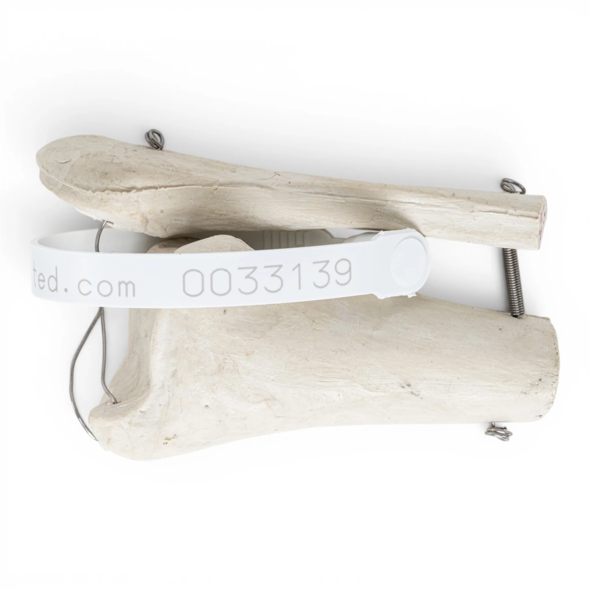 Replica Human Partial Leg Bones - Image 2