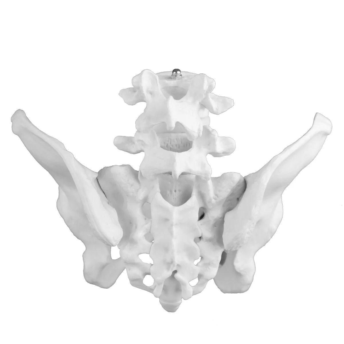 Replica Human Female Pelvis - Economy - Image 2