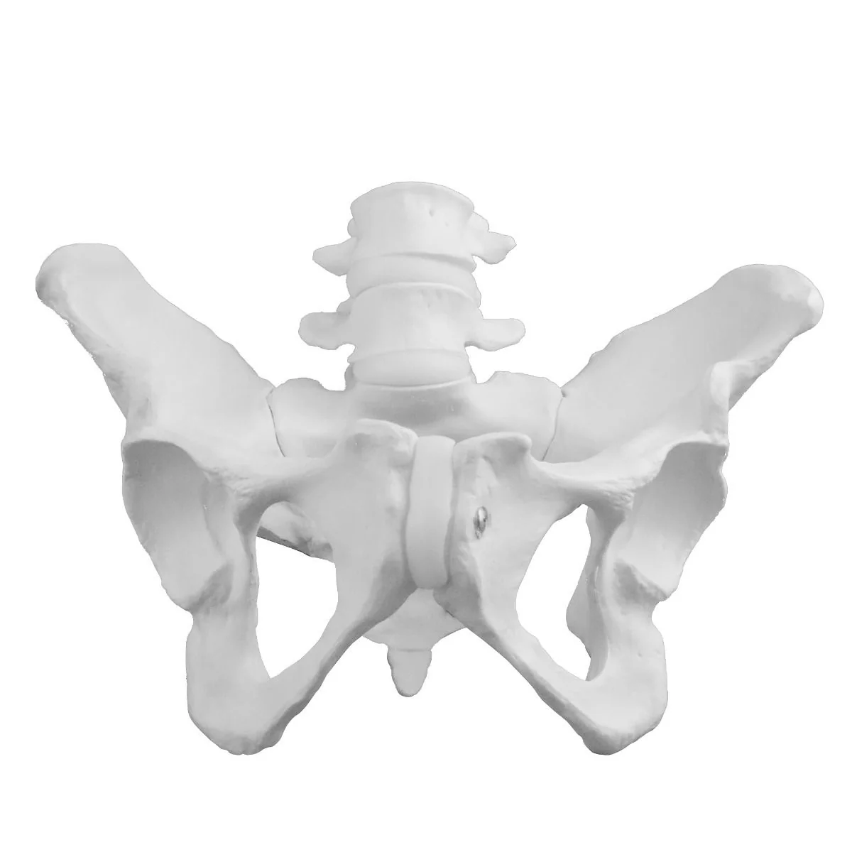 Replica Human Female Pelvis - Economy - Image 3