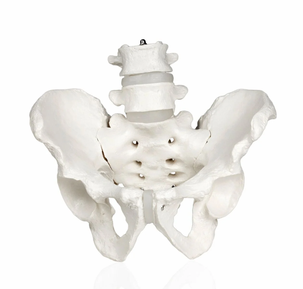 Replica Human Male and Female Pelvis Set with Carrying Case - Economy - Image 2