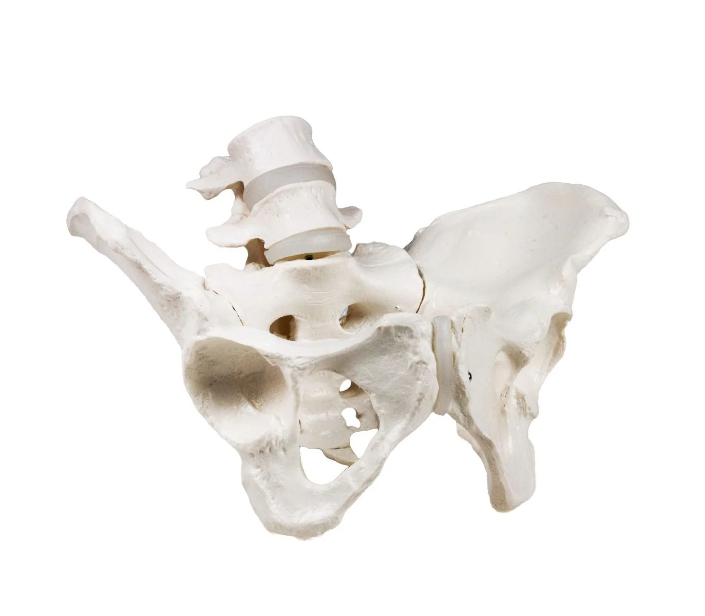 Replica Human Male and Female Pelvis Set with Carrying Case - Economy - Image 3