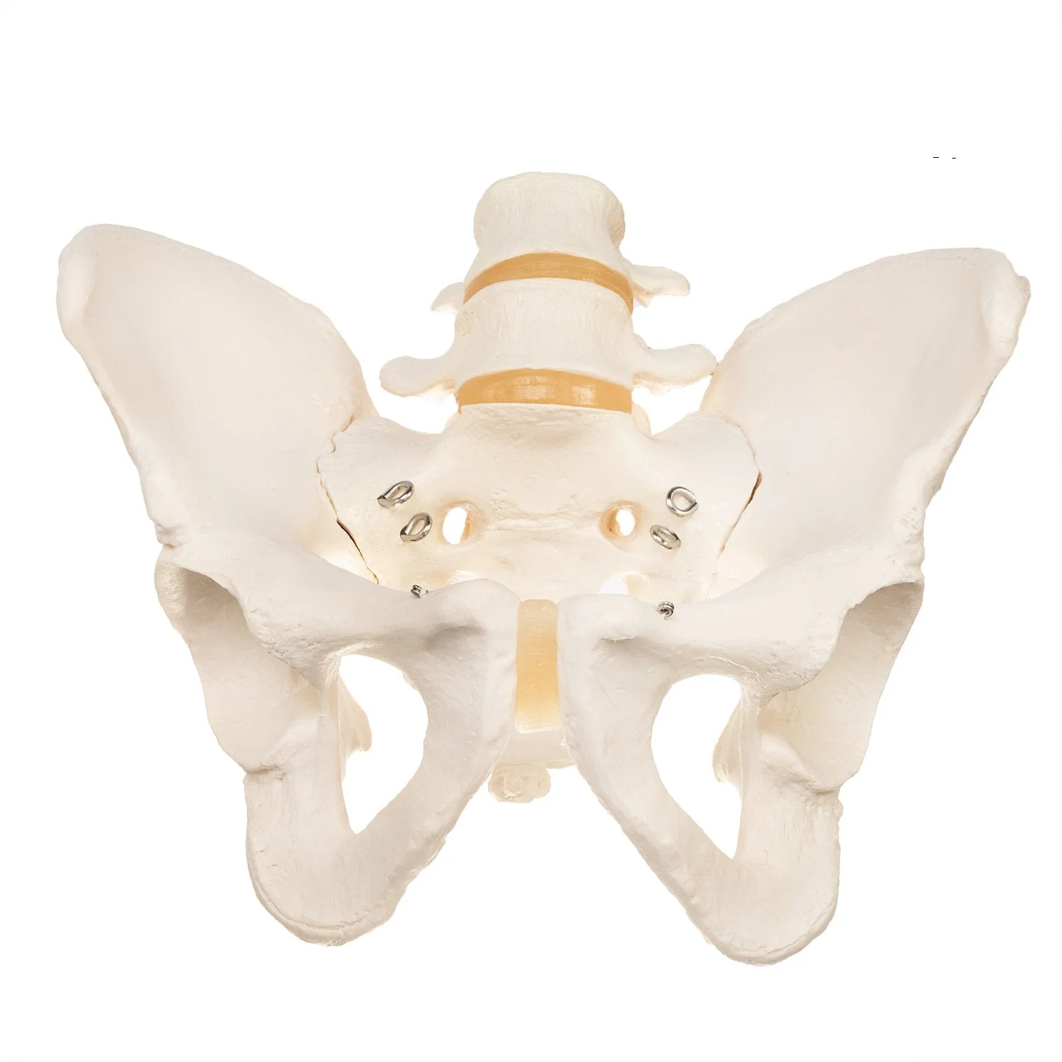 Replica Human Pelvis (Male) - Image 3