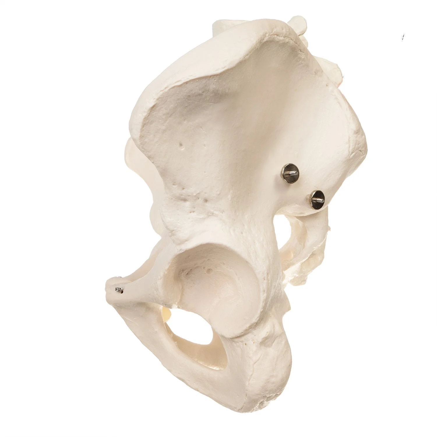 Replica Human Pelvis (Male) - Image 4