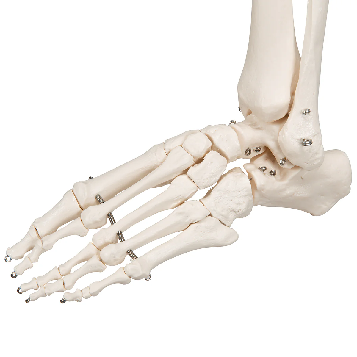 Replica Human Skeleton on Wheels - Image 5