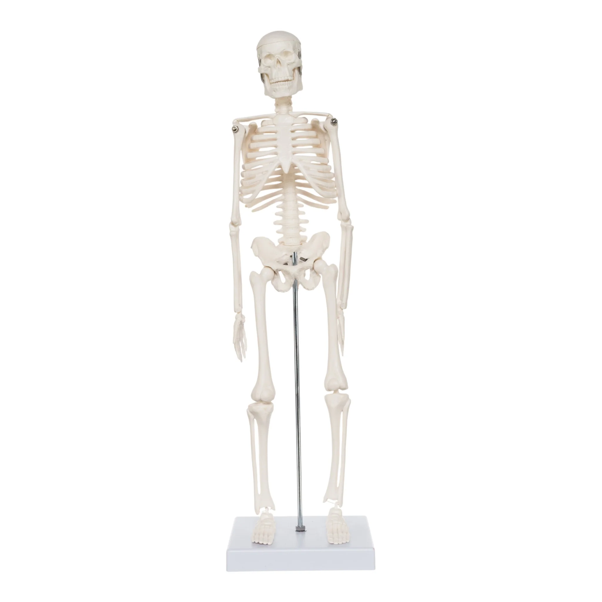 Replica Human Skeleton Desktop Model (17") - Economy - Image 3