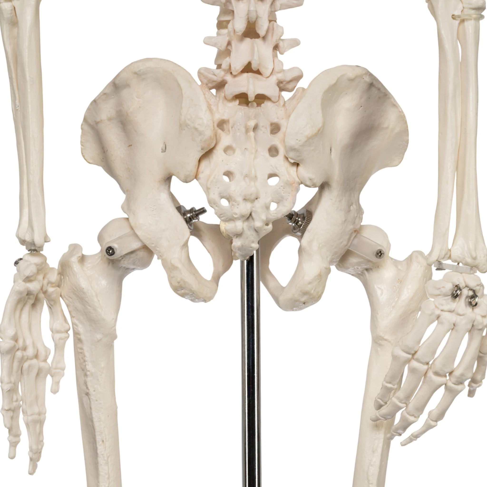 Replica Human Half-size Skeleton (33") - Economy - Image 13