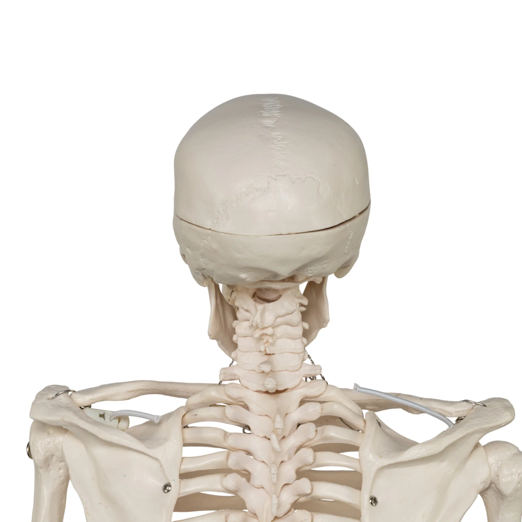 Replica Human Half-size Skeleton (33") - Economy - Image 9