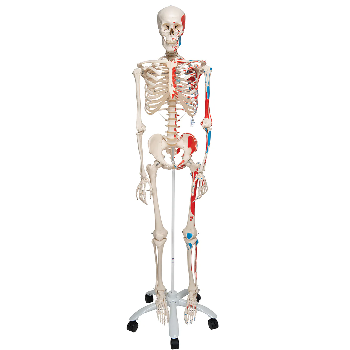 Replica Human Skeleton - Painted