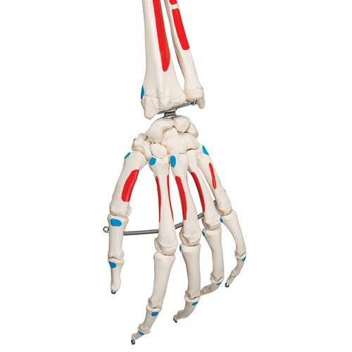 Replica Human Skeleton - Painted - Image 3