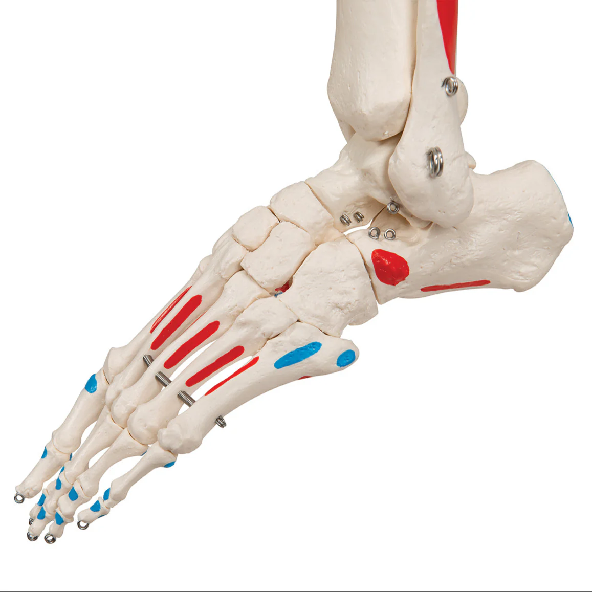 Replica Human Skeleton - Painted - Image 4