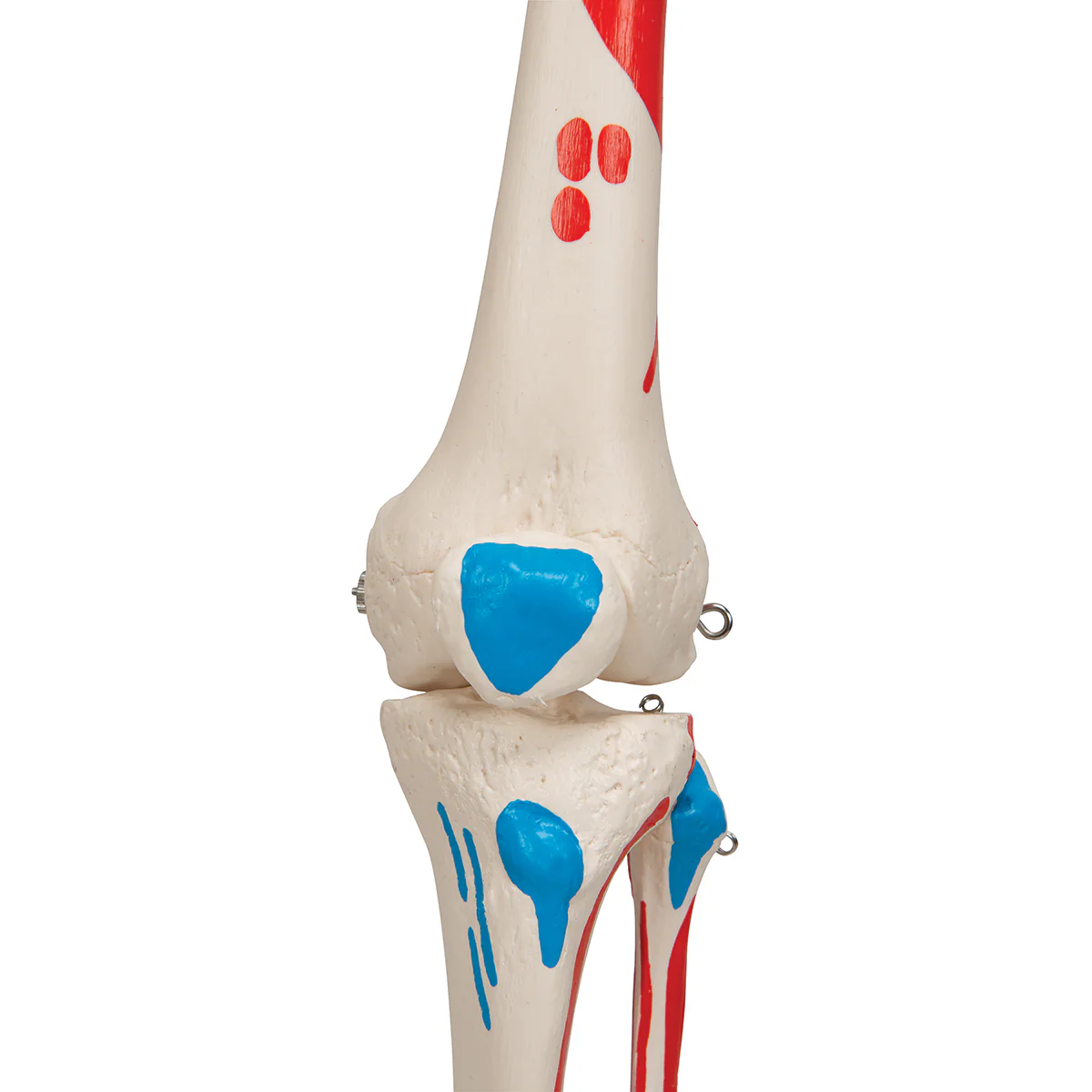 Replica Human Skeleton - Painted - Image 5