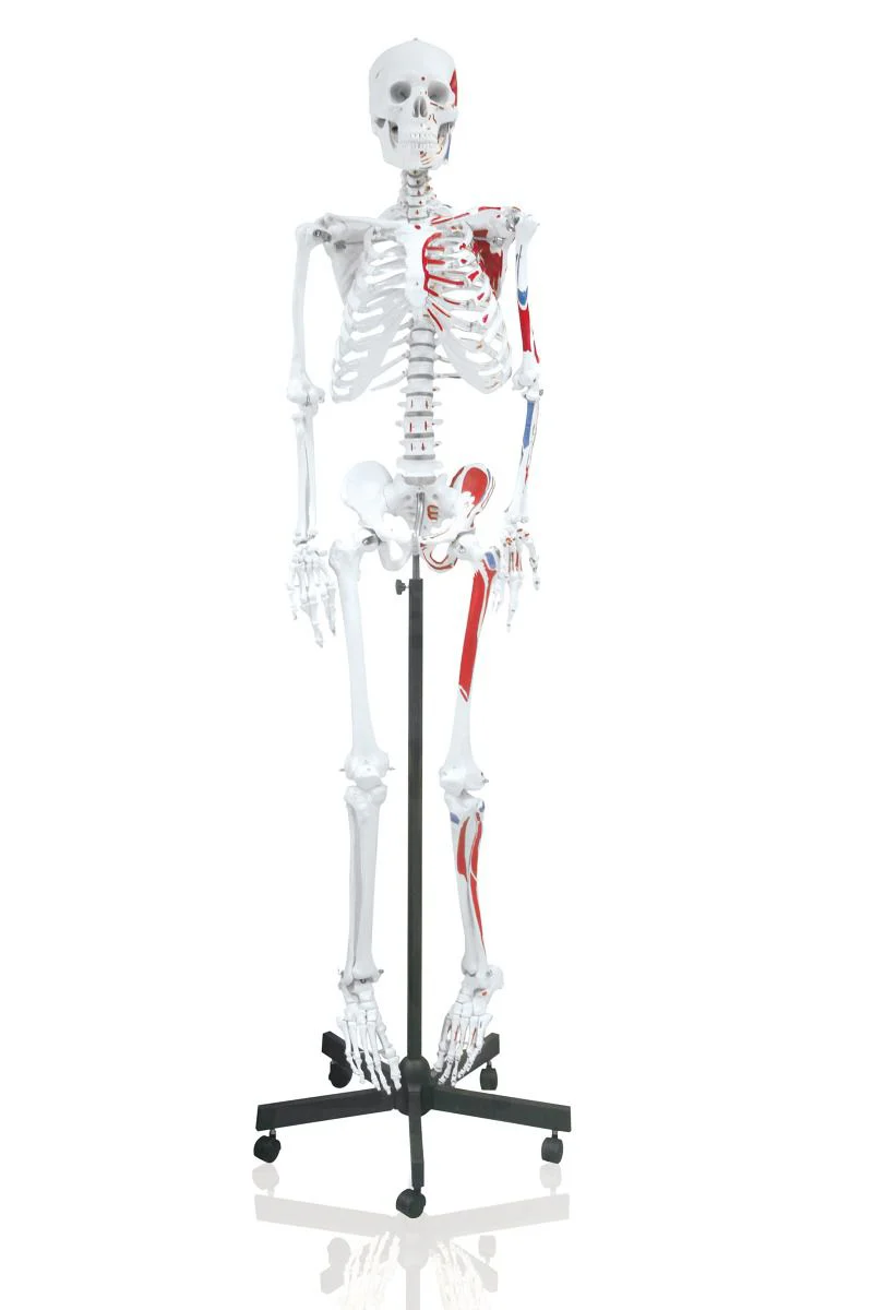 Replica Human Skeleton With Muscles Hanging Full Size - 66" - Image 2