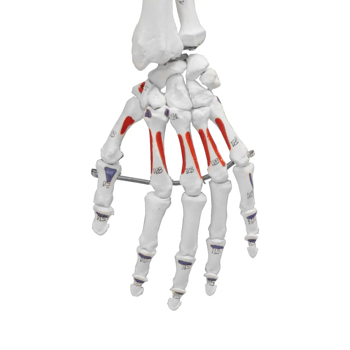 Replica Human Skeleton With Muscles Hanging Full Size - 66" - Image 3
