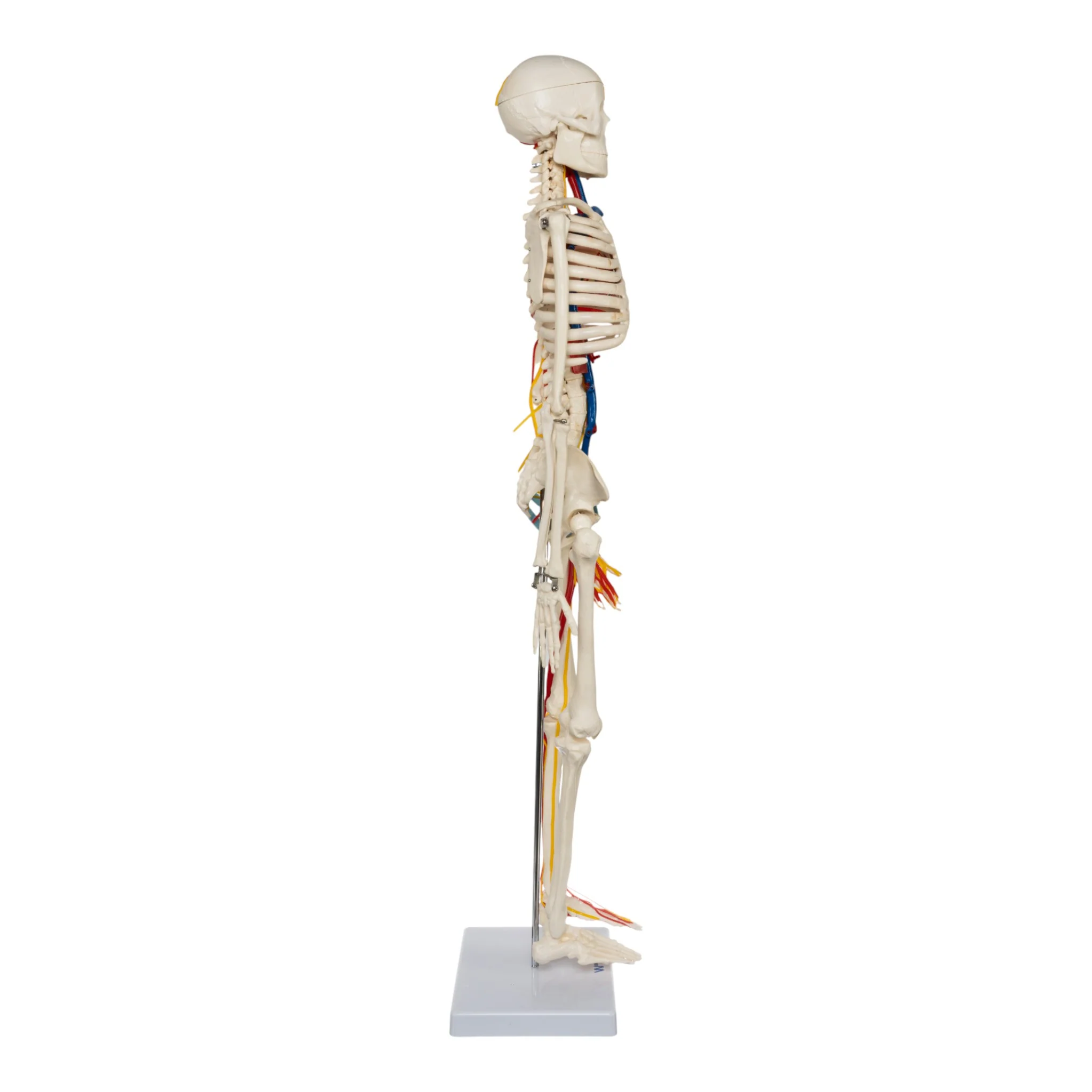 Replica Human Half-size Skeleton with Nerves and Arteries (33") - Economy - Image 2