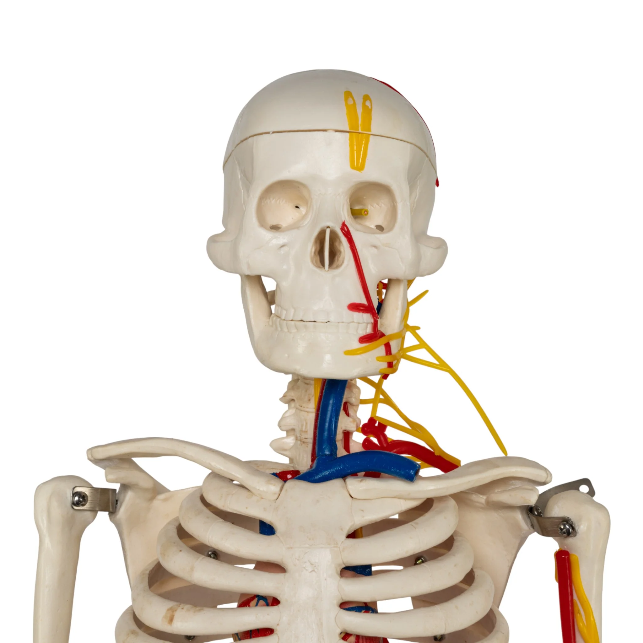 Replica Human Half-size Skeleton with Nerves and Arteries (33") - Economy - Image 6