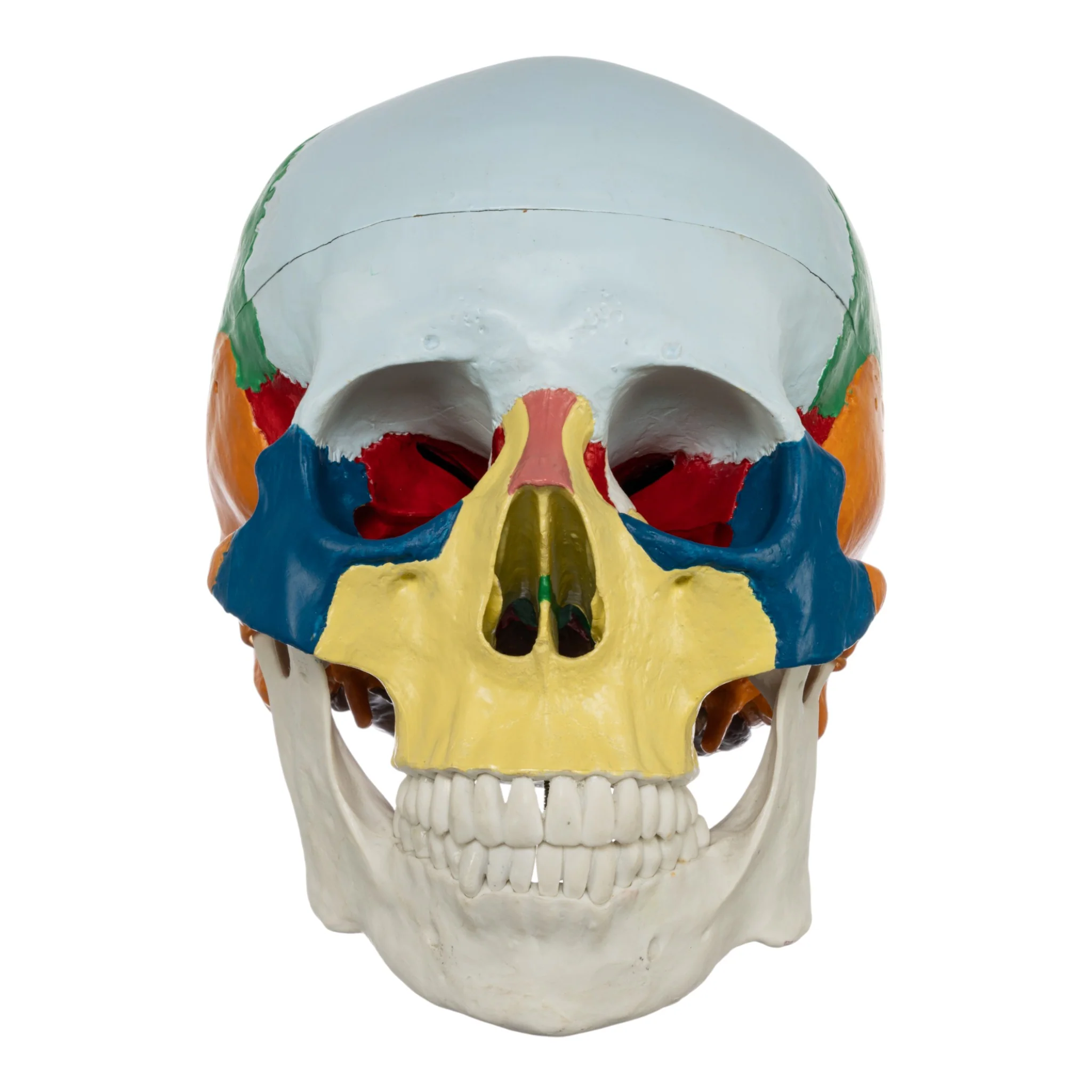 Replica Human Colored Skull - Economy - Image 3