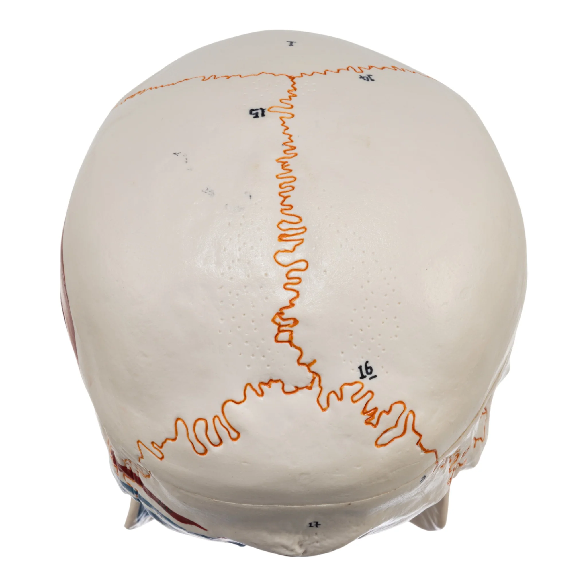 Replica Human Skull with Markings, Muscles and Sutures - Economy - Image 5