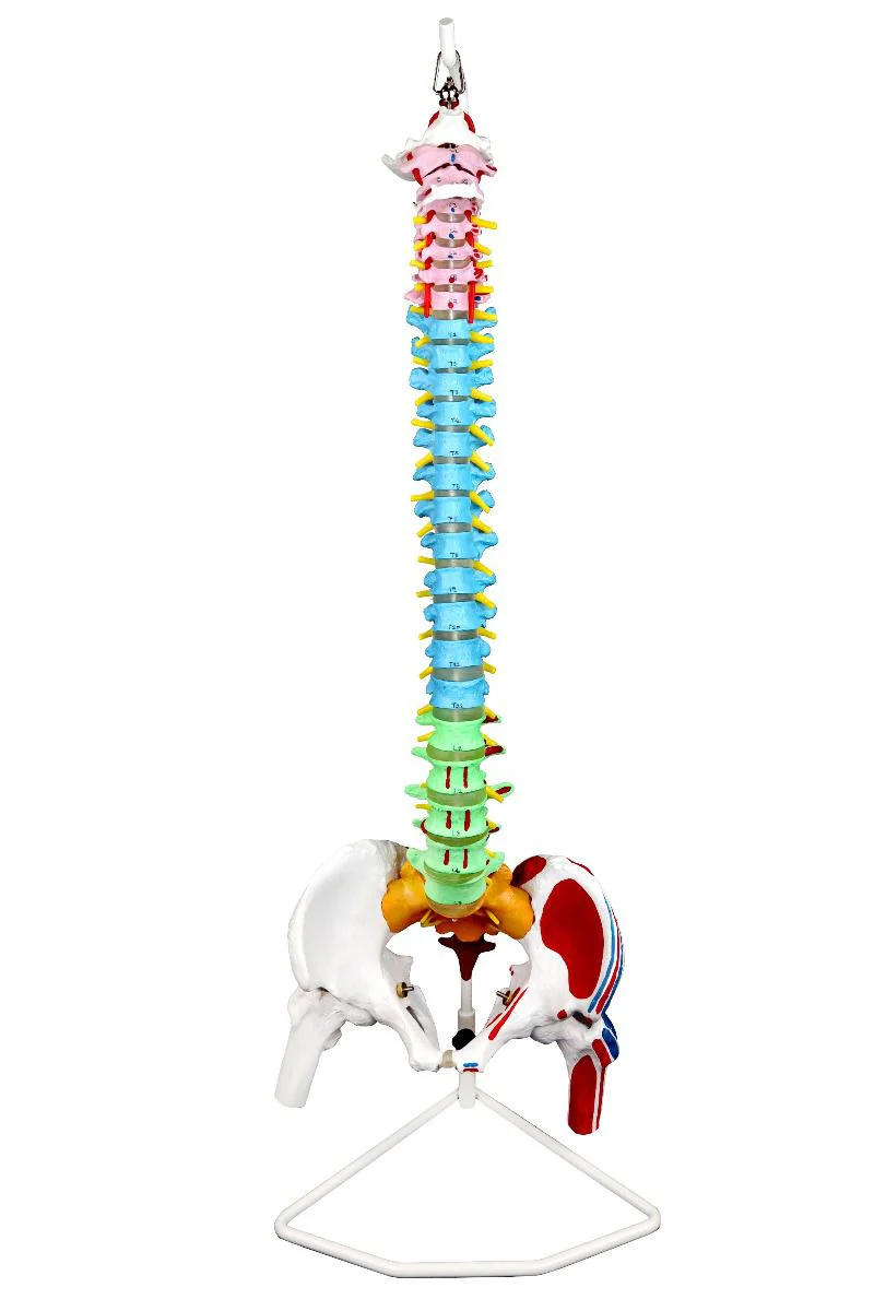 Replica Human Spine with Color-coded Regions - Economy