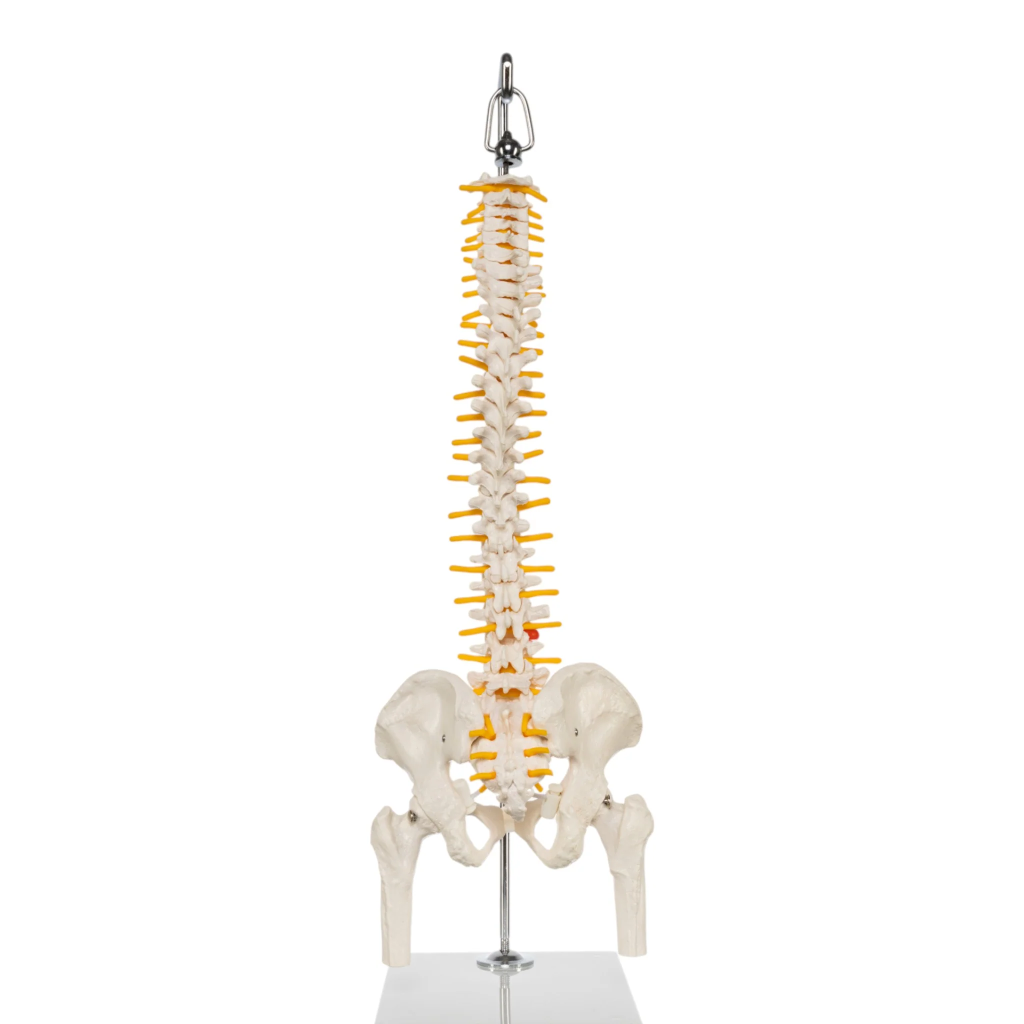 Replica Human Spine - Economy (Reduced Scale) - Image 5