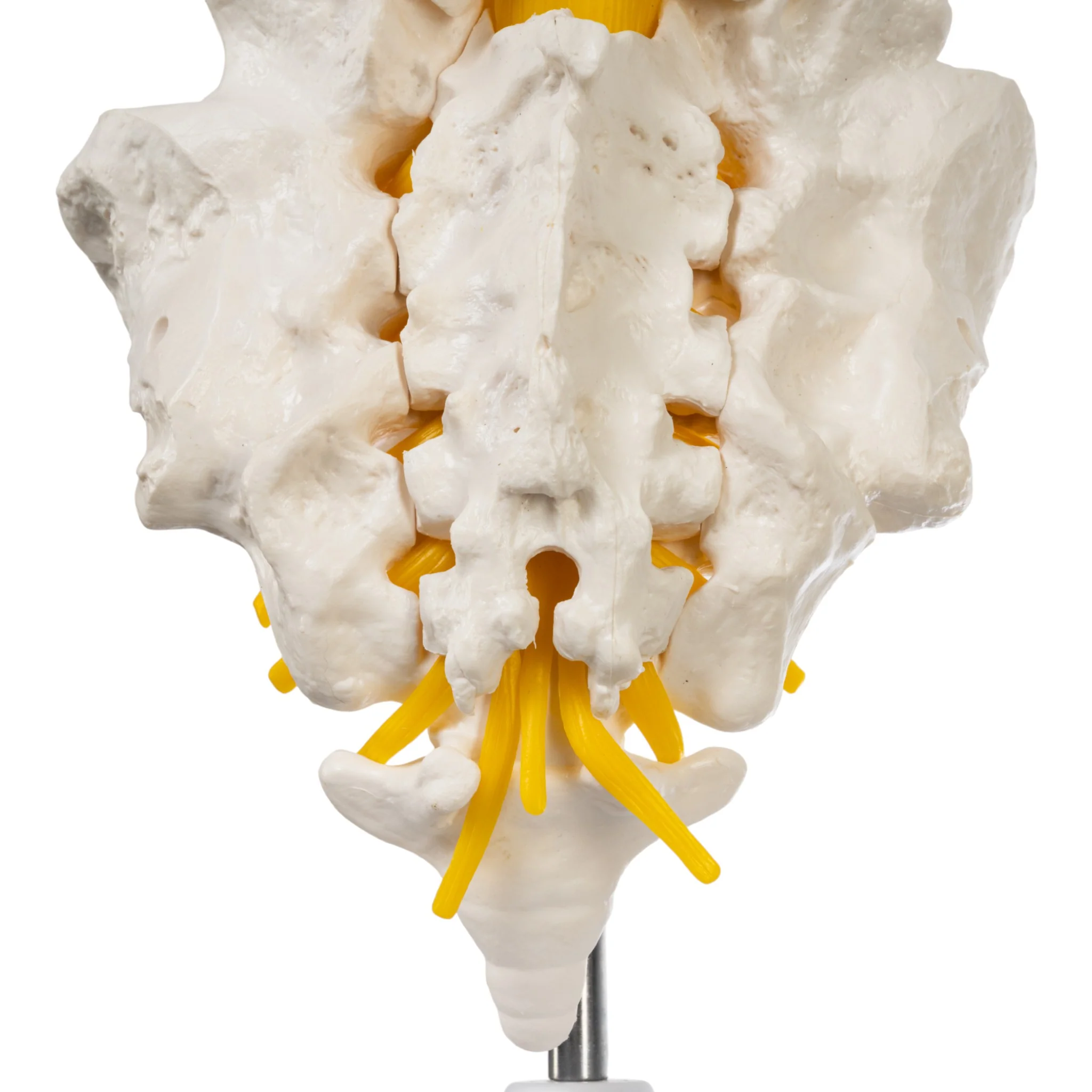 Replica Human Lumbar Vertebrae - Economy - Image 6
