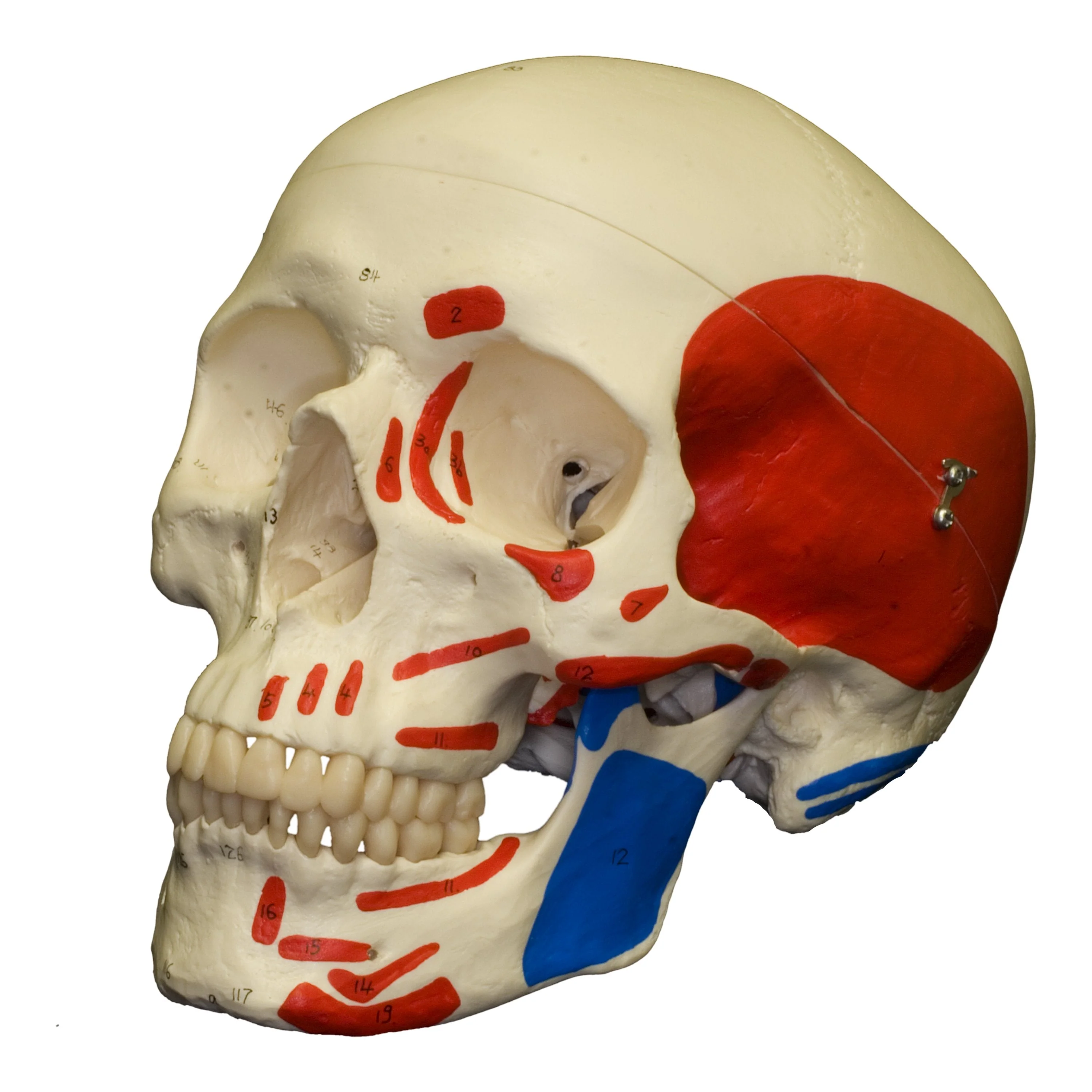 Replica Human Skull with Muscles