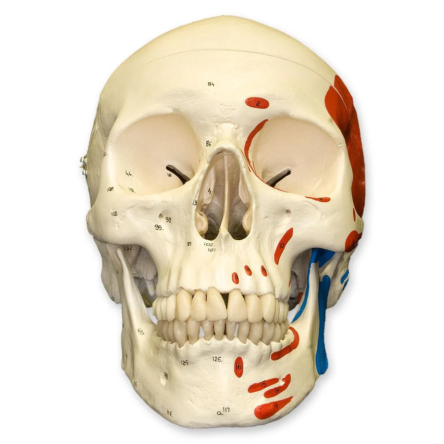Replica Human Skull with Muscles - Image 3