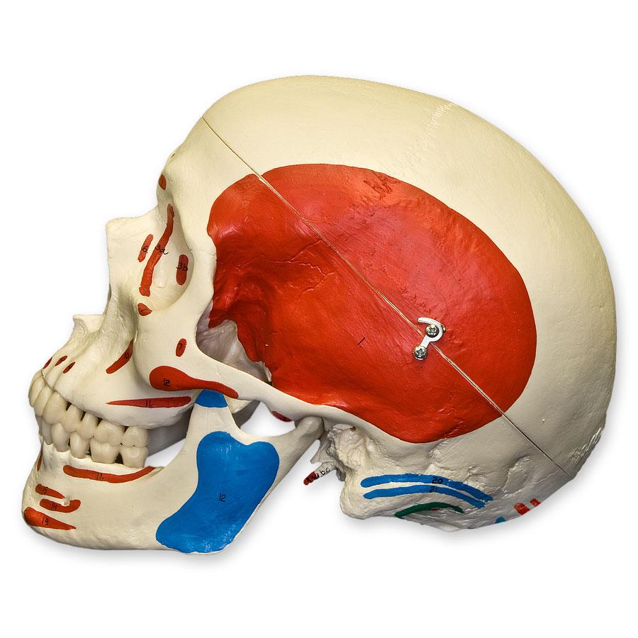 Replica Human Skull with Muscles - Image 4