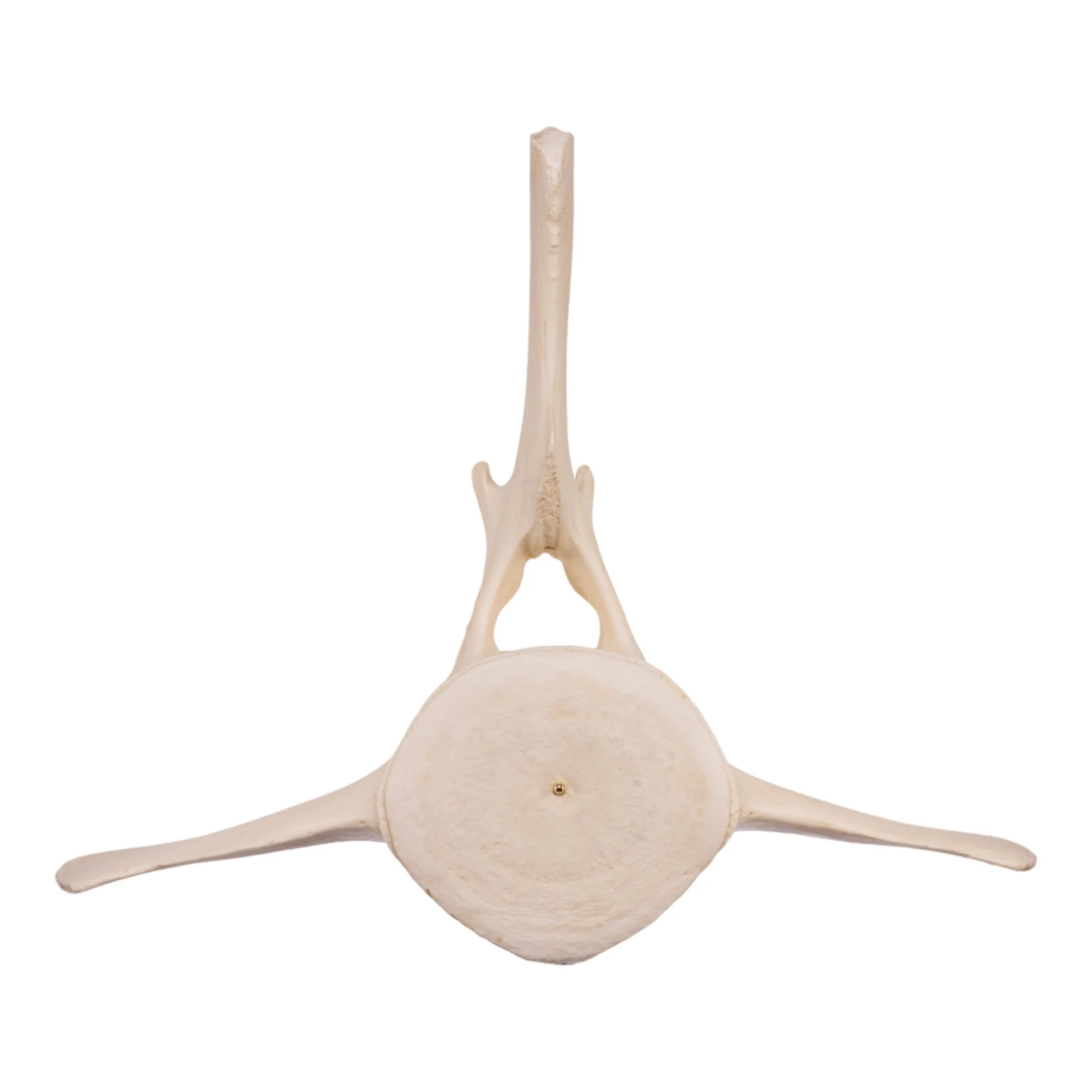 Replica Humpback Whale Vertebra and Epiphyseal Discs - Image 2