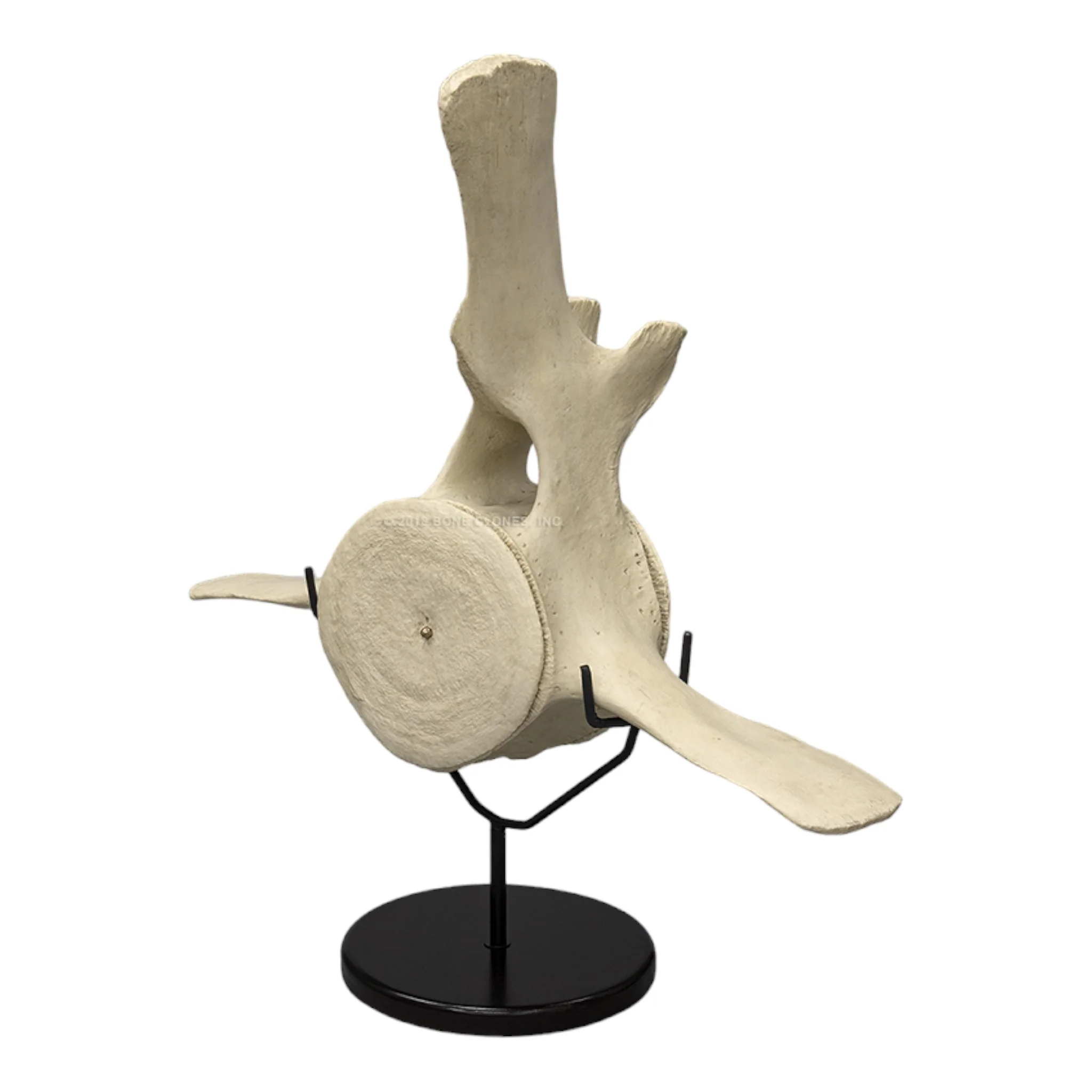Replica Humpback Whale Vertebra and Epiphyseal Discs - Image 4