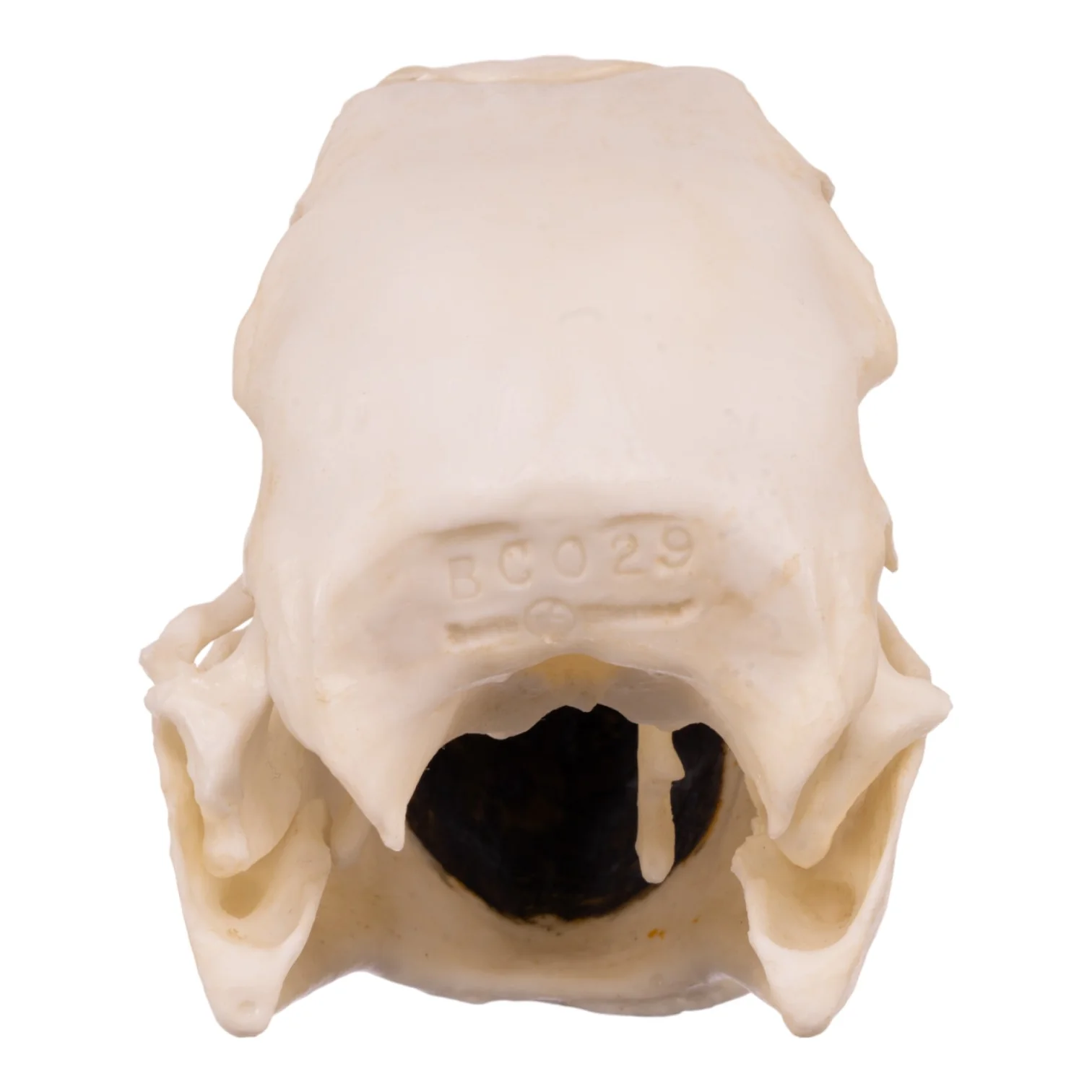 Replica Hyacinth Macaw Skull - Image 5