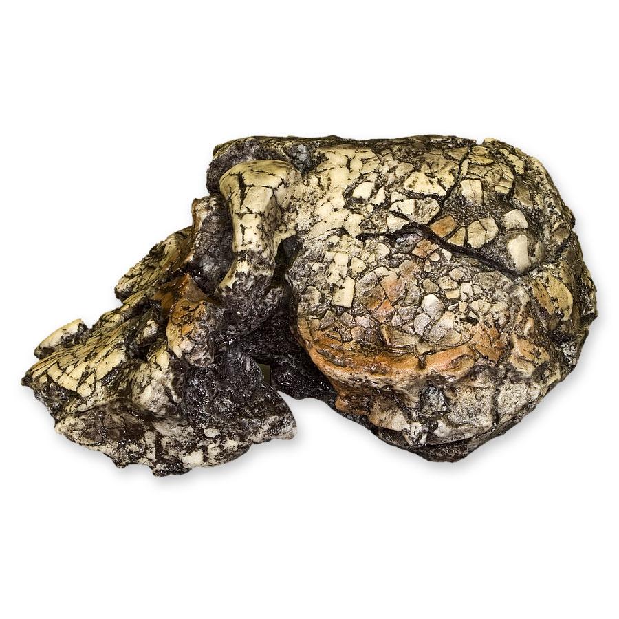 Replica Kenyanthropus Skull - Image 4