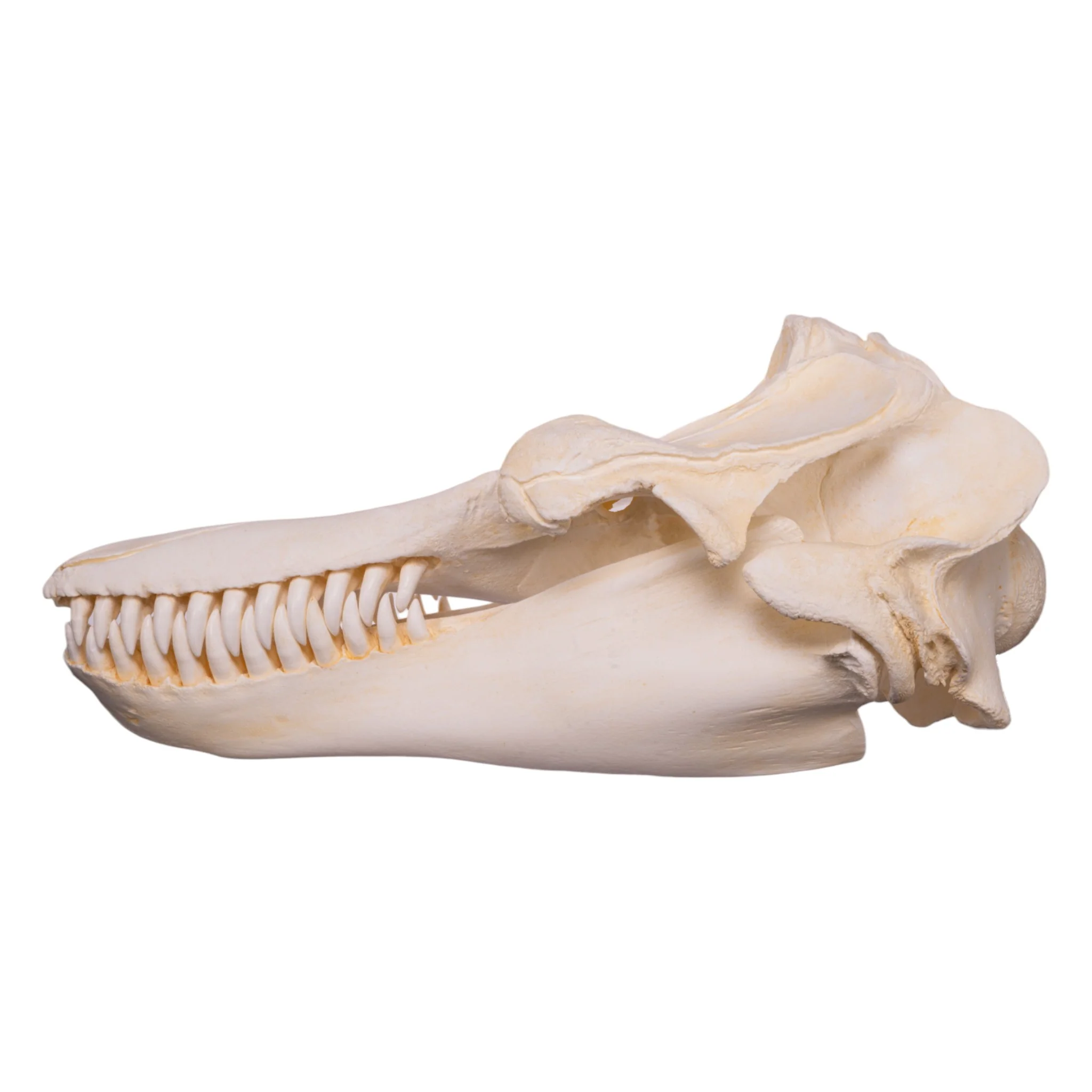 Replica Killer Whale Skull - Image 4