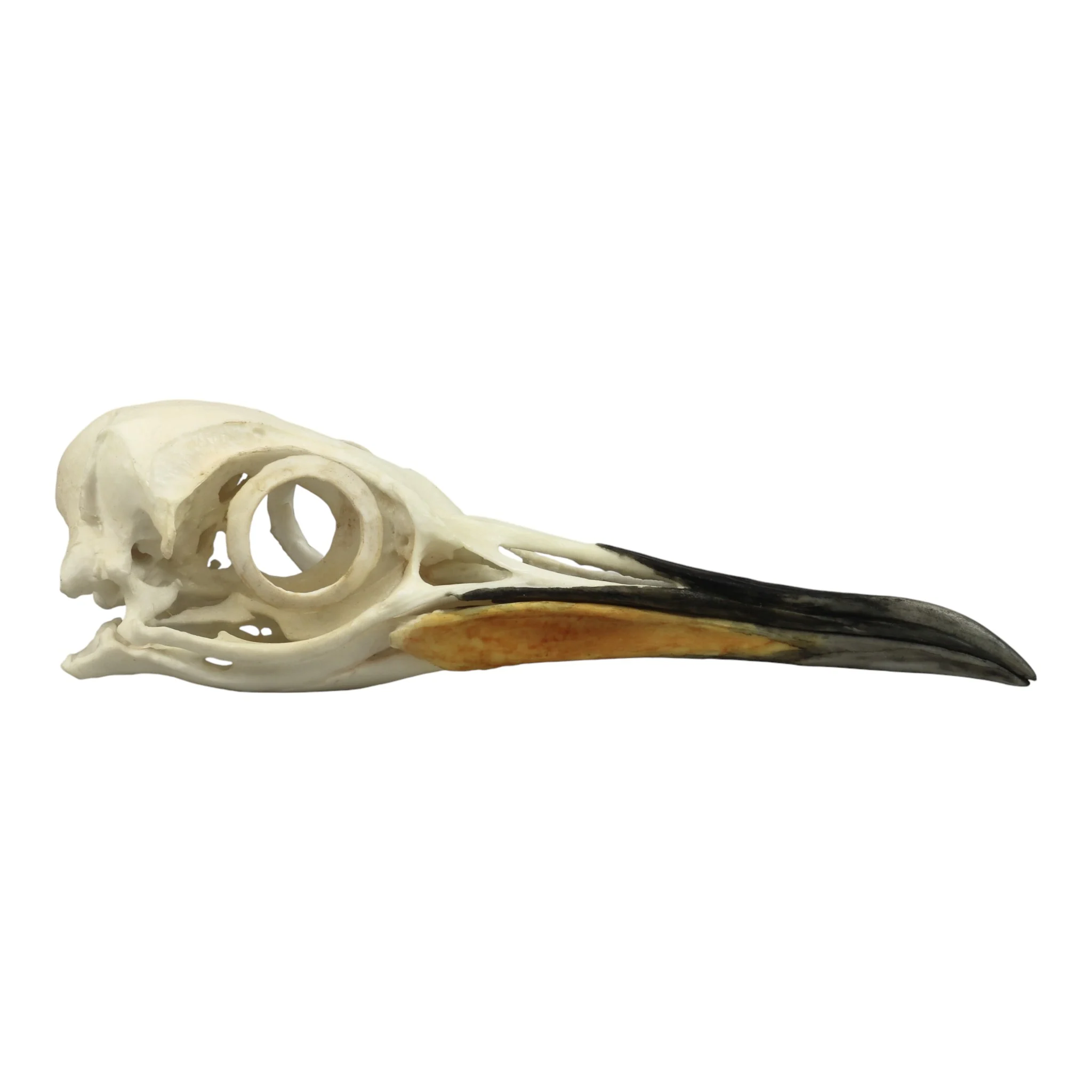 Replica King Penguin Skull - Image 2
