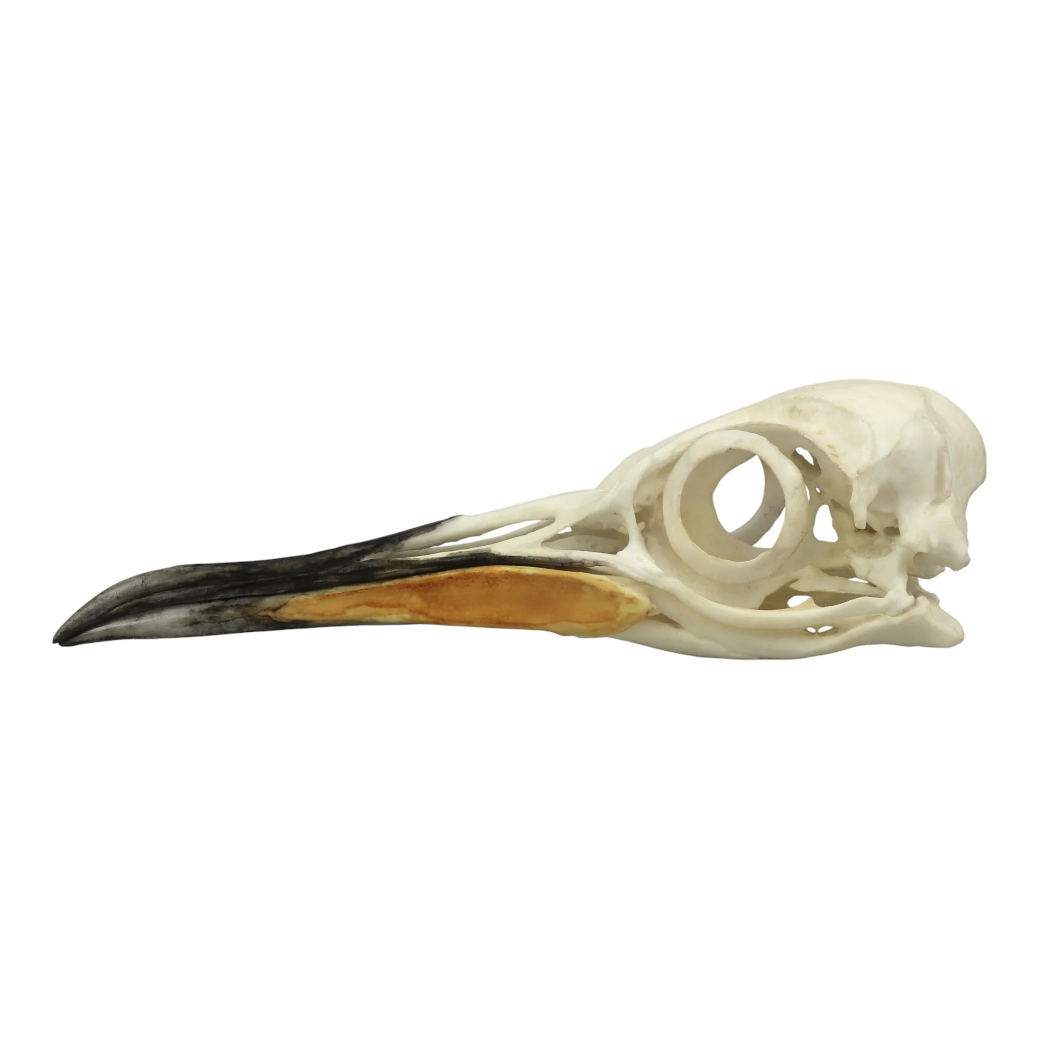 Replica King Penguin Skull - Image 4