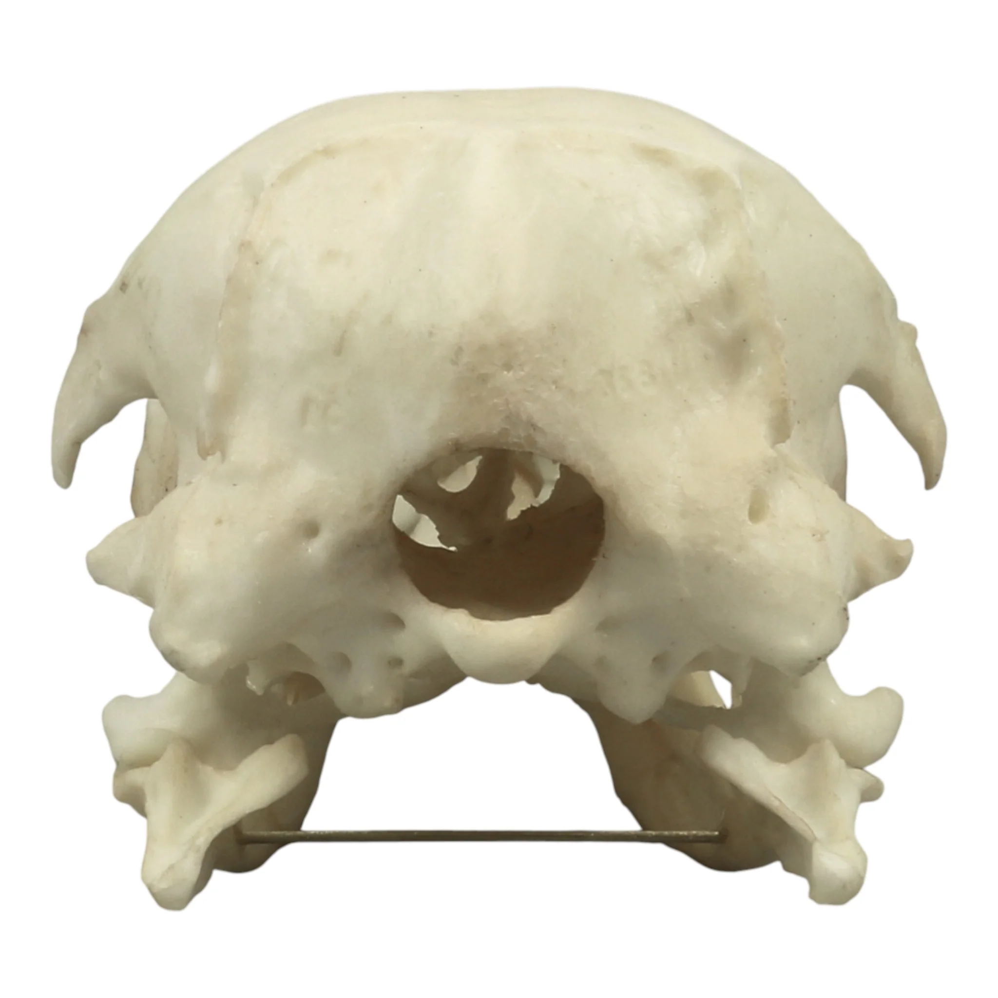 Replica King Penguin Skull - Image 5