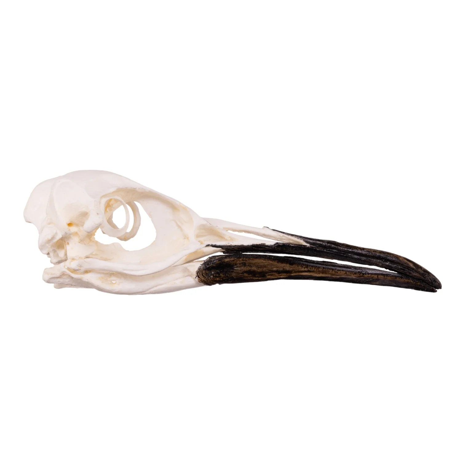 Replica King Penguin Skull - Image 2