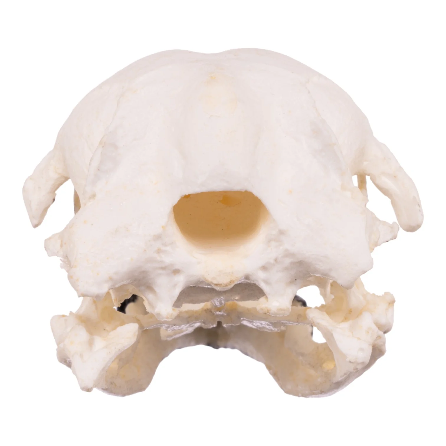 Replica King Penguin Skull - Image 5