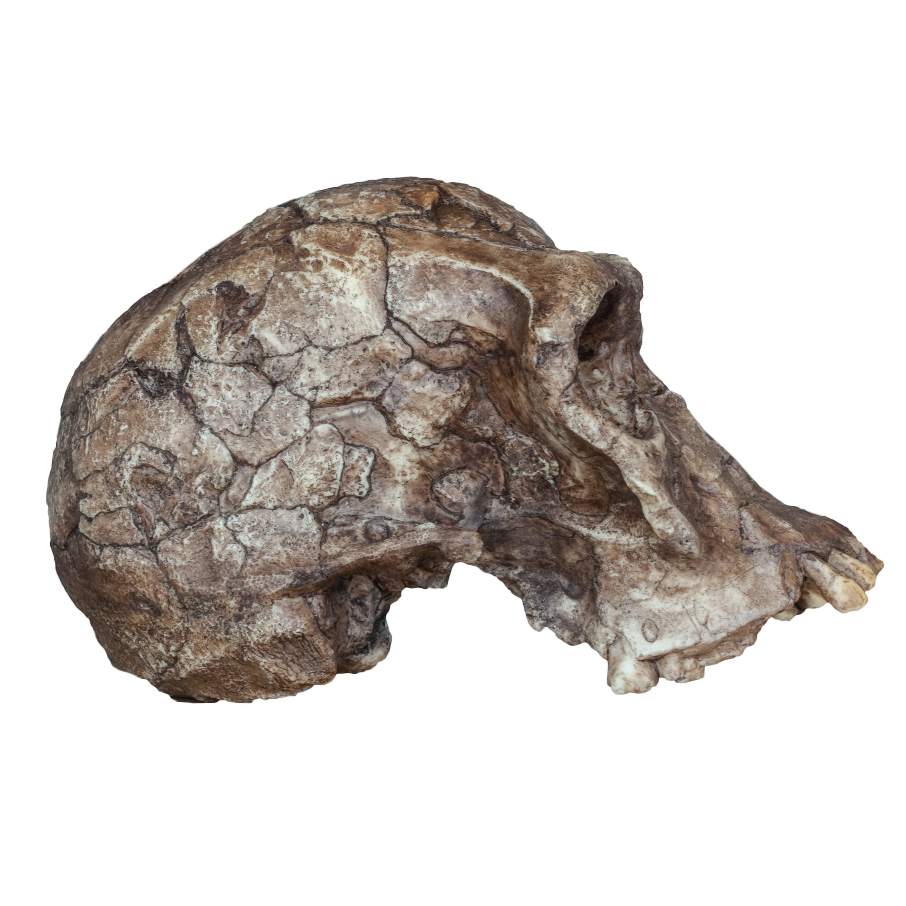 Replica Homo habilis Skull (Economy Cranium) - Image 2