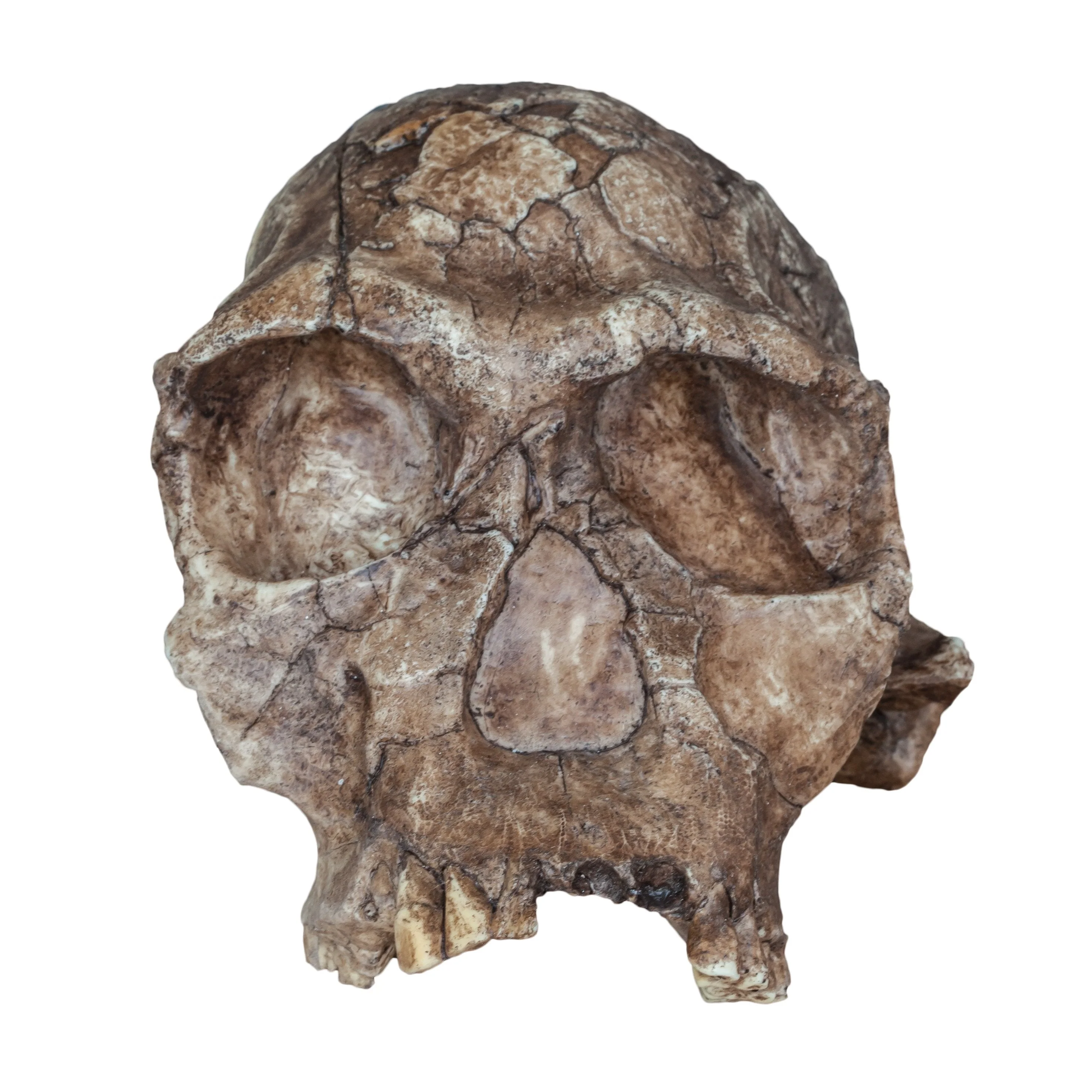 Replica Homo habilis Skull (Economy Cranium) - Image 3