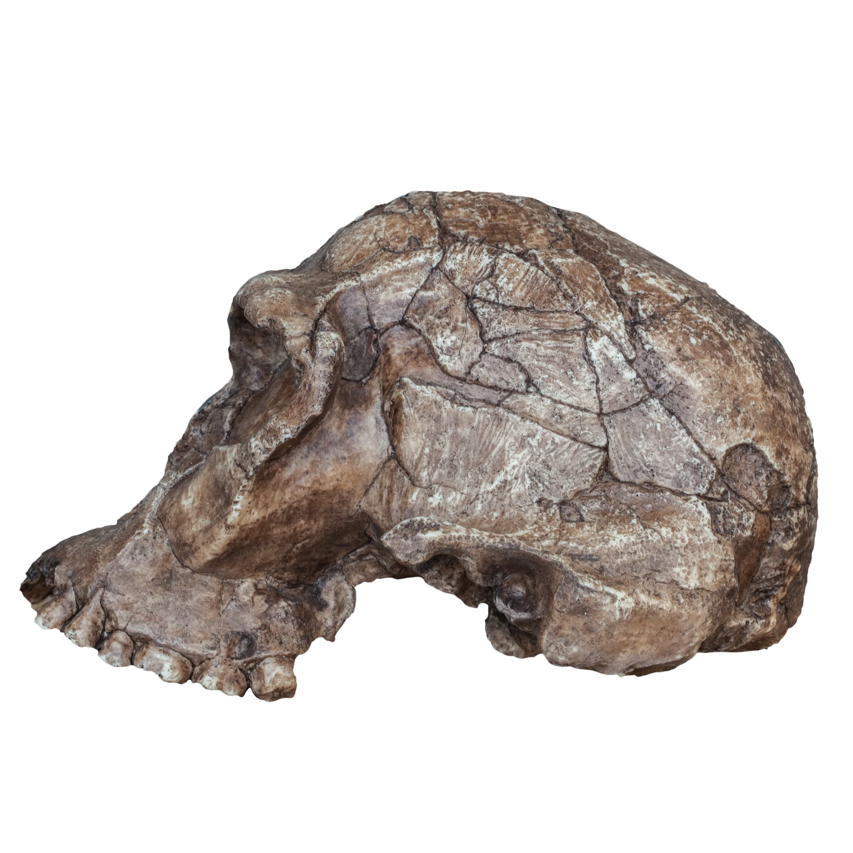 Replica Homo habilis Skull (Economy Cranium) - Image 4