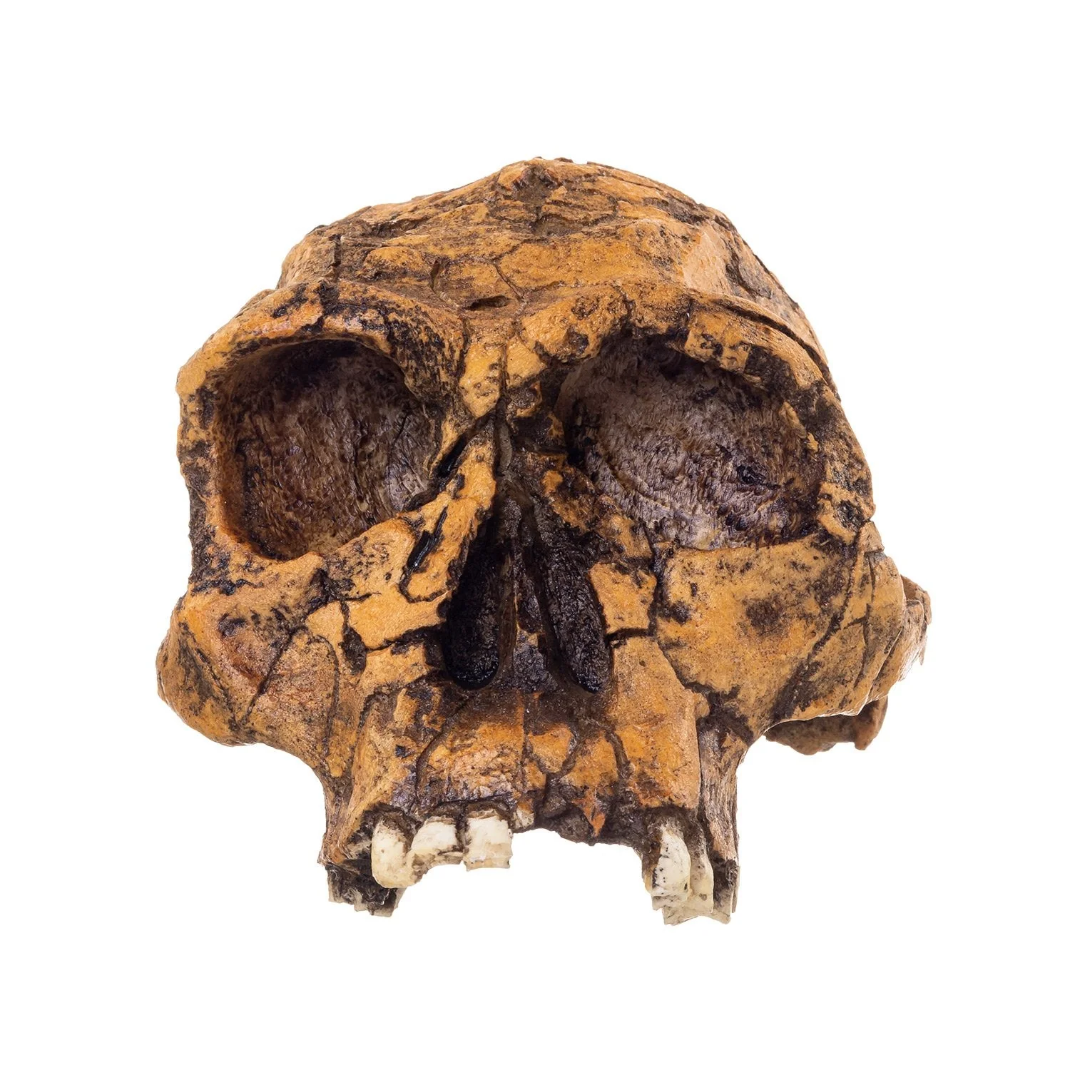 Replica KNM ER 1813 Skull - Image 3
